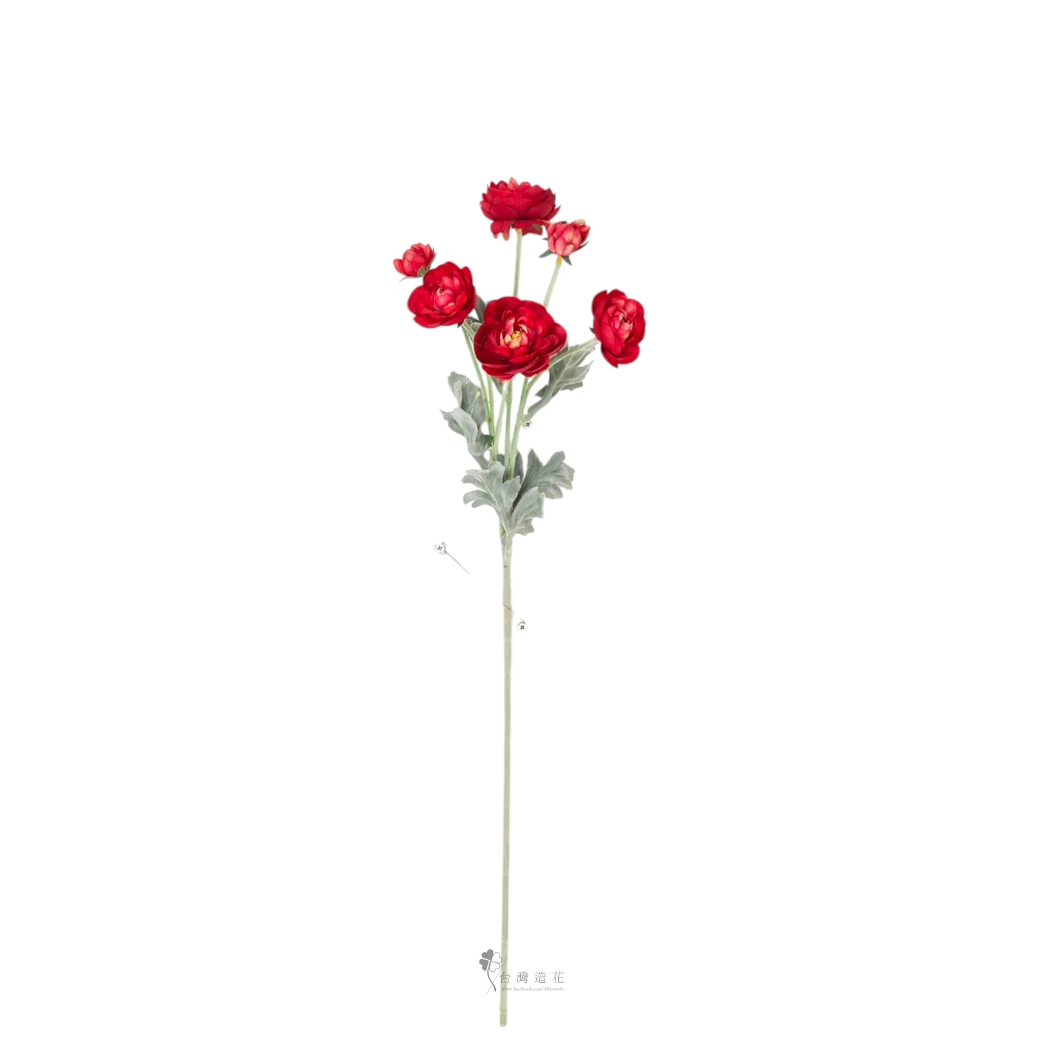 長枝陸蓮(紅)