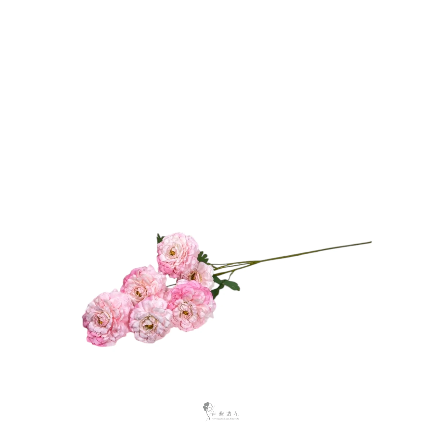 洋陸蓮(粉)