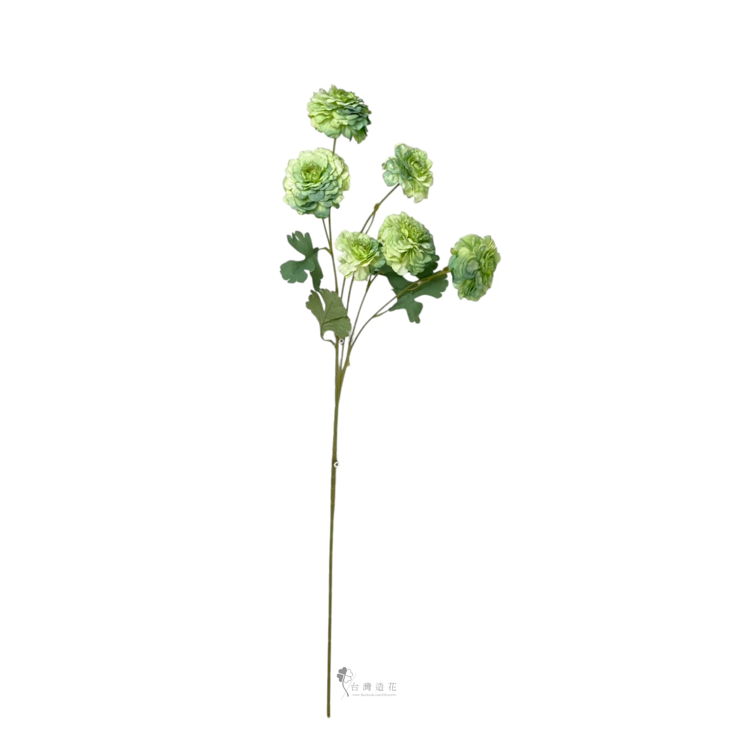 洋陸蓮(綠)
