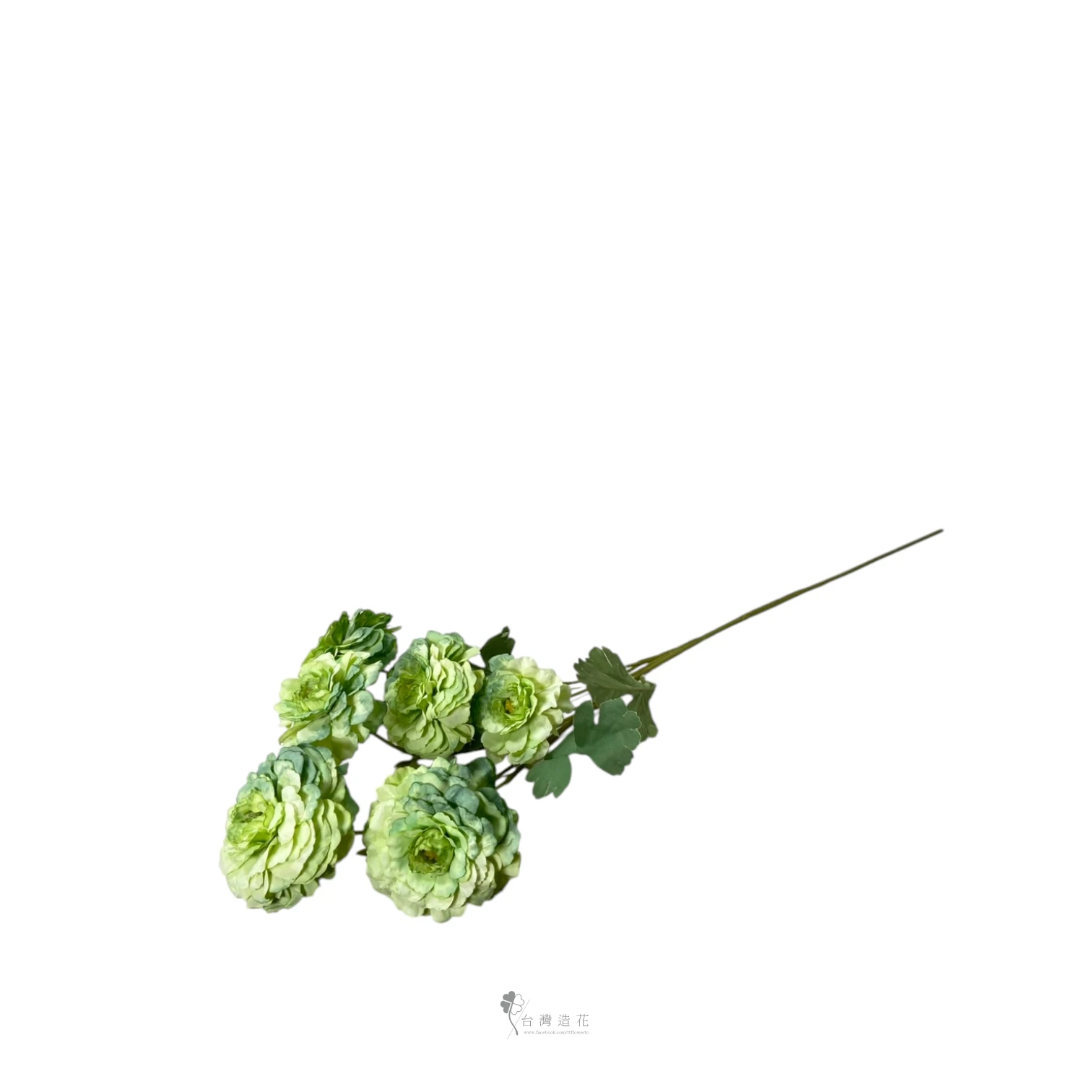 洋陸蓮(綠)