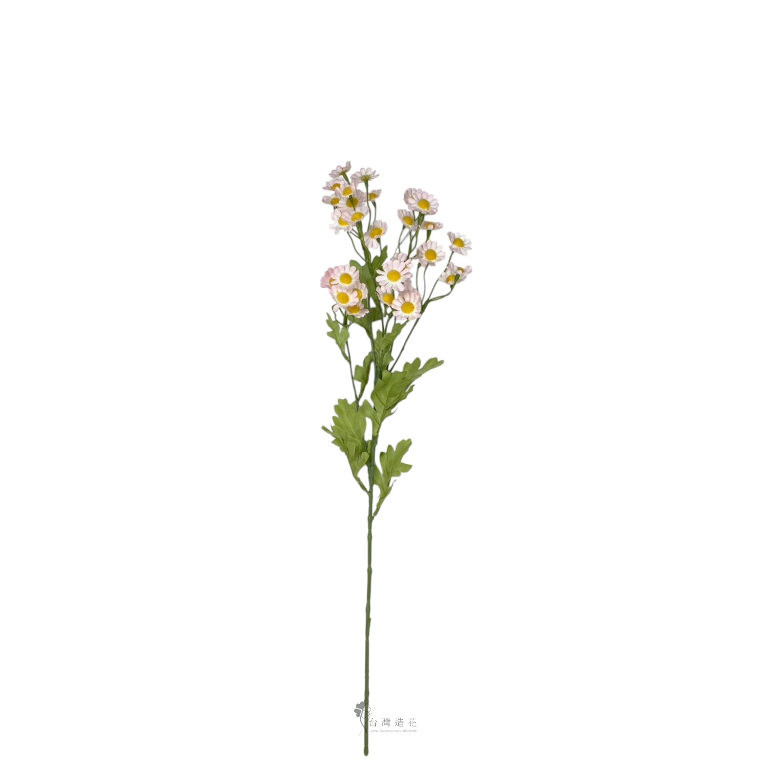 小雛菊(粉)
