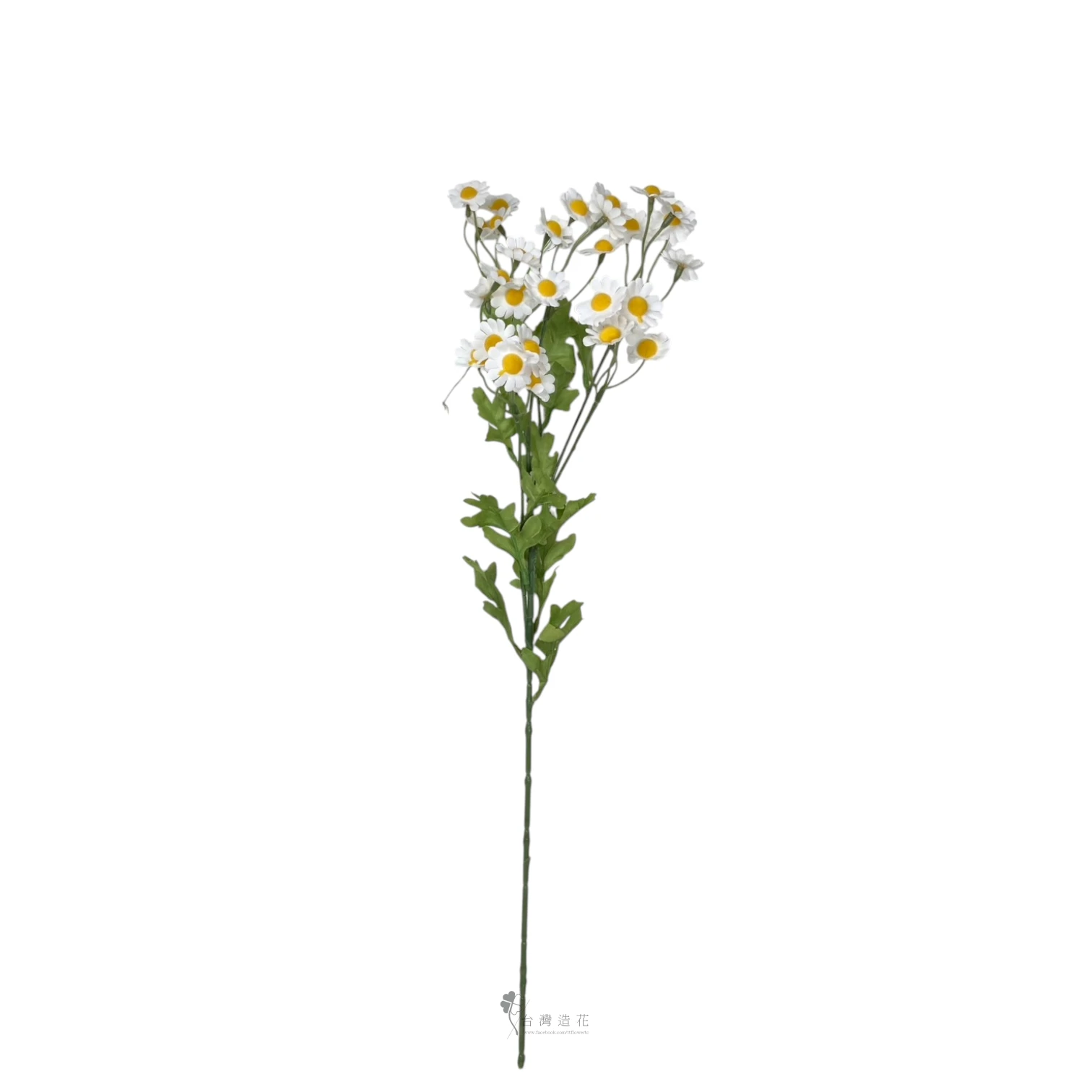 小雛菊(米白)