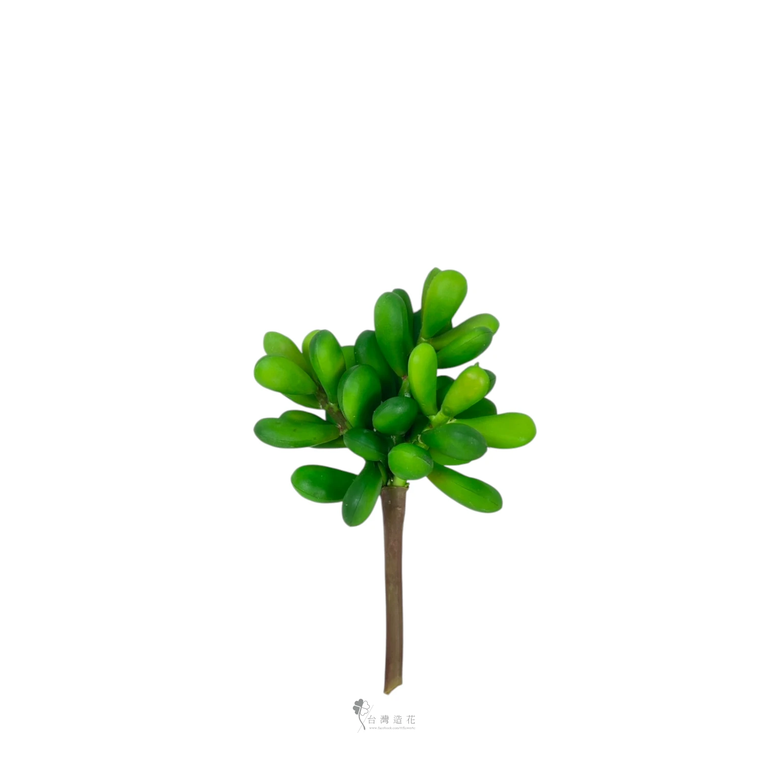 多肉植物-52(綠)