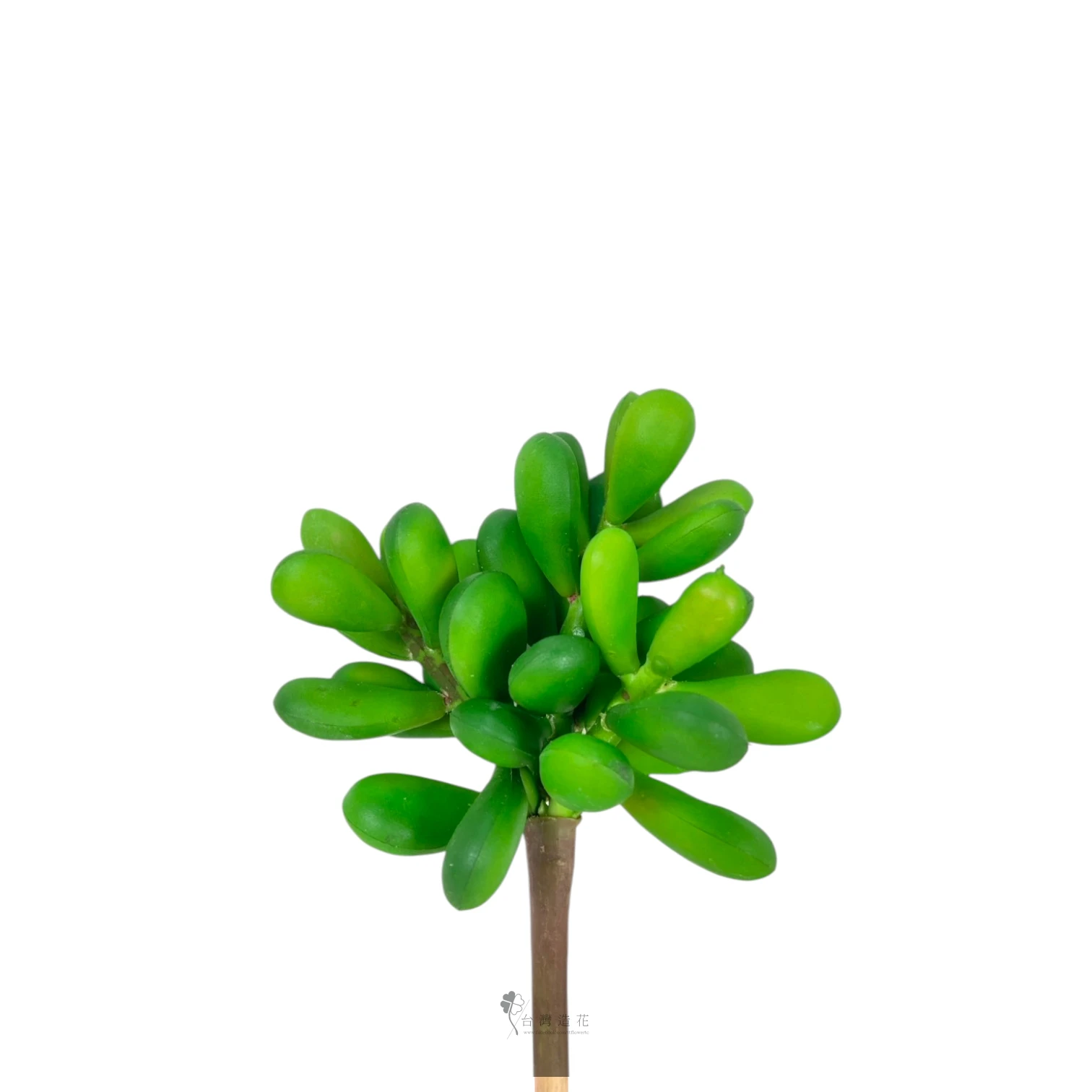 多肉植物-52(綠)