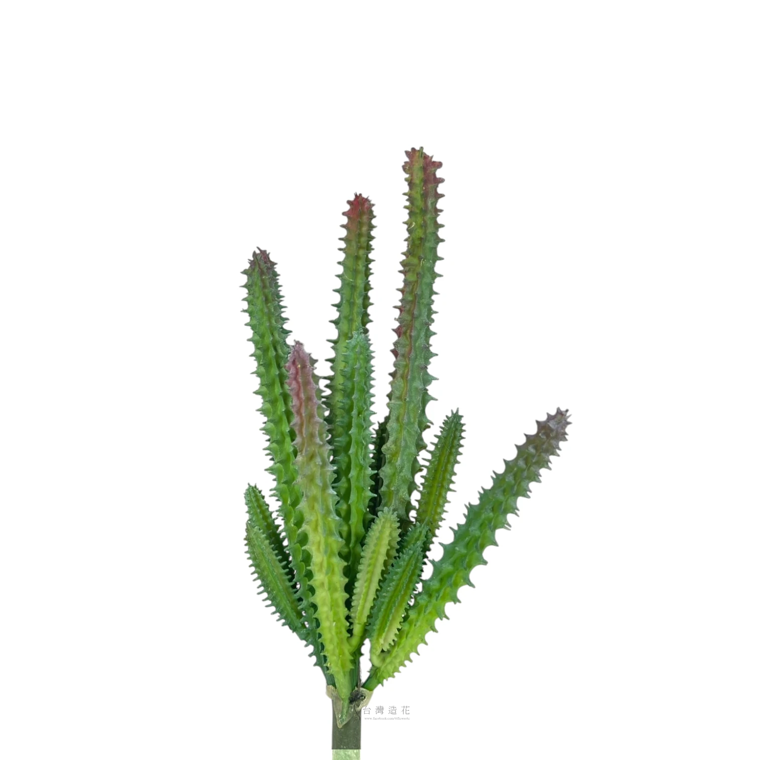 多肉植物-11(綠)