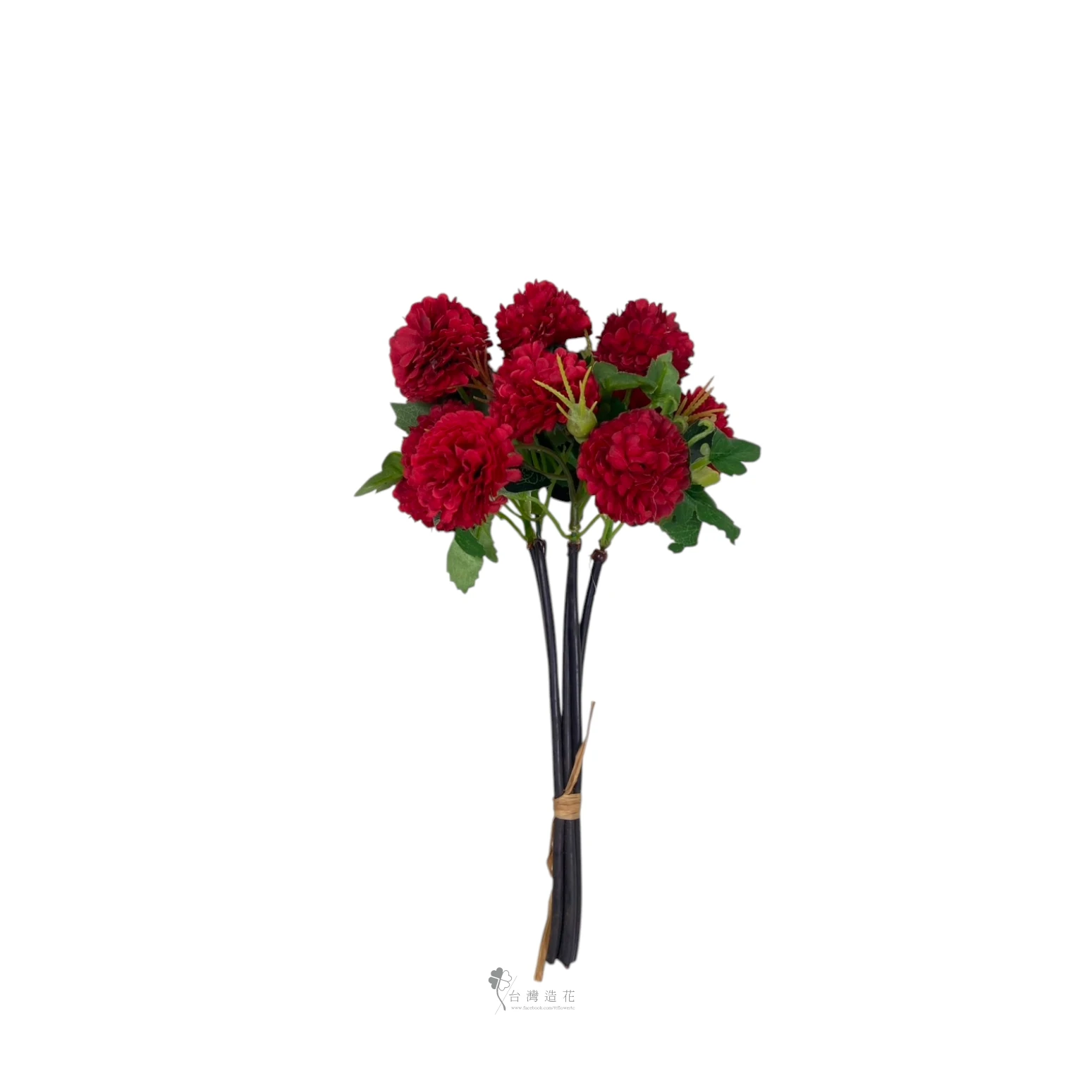 乒乓菊(紅)