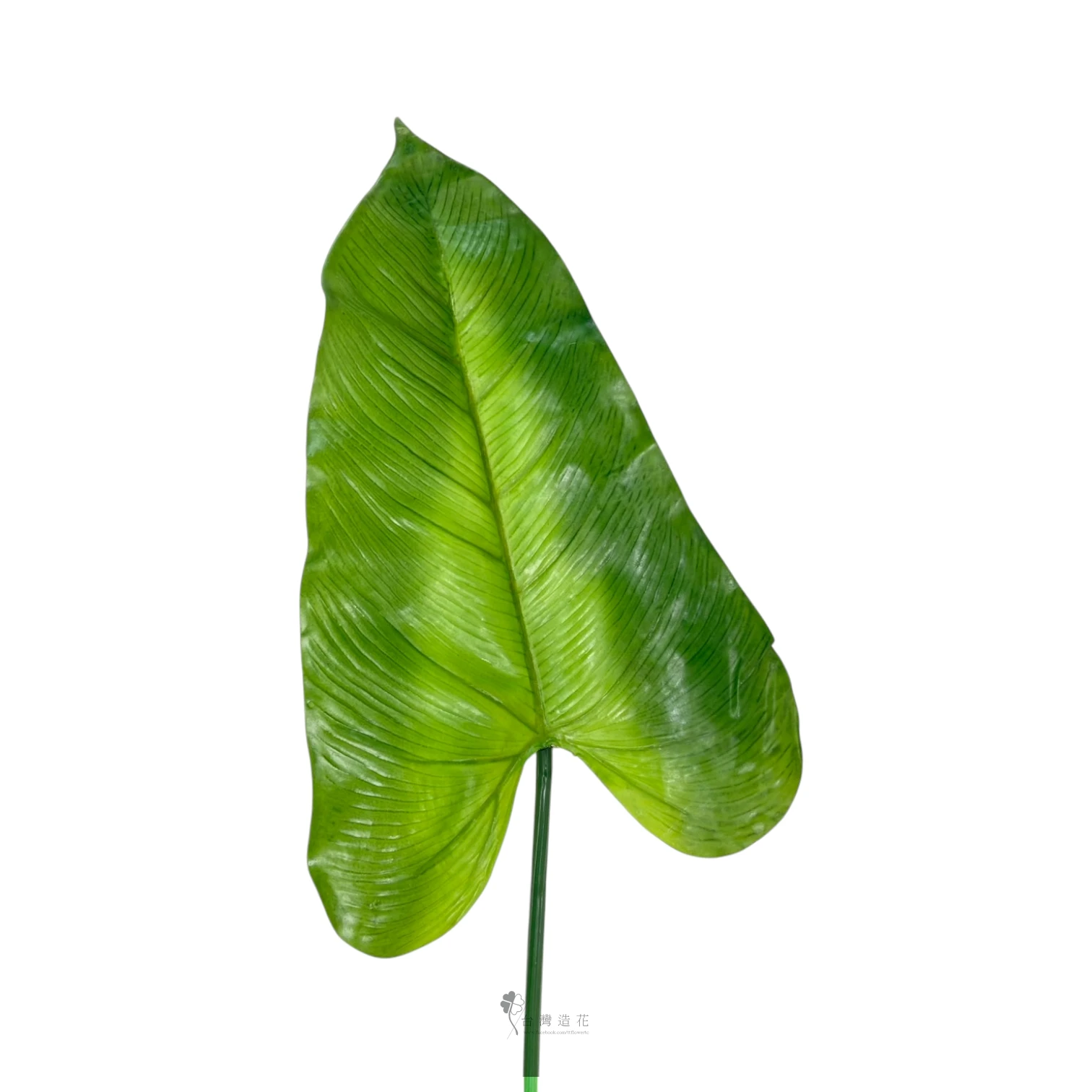 大海芋葉(綠)