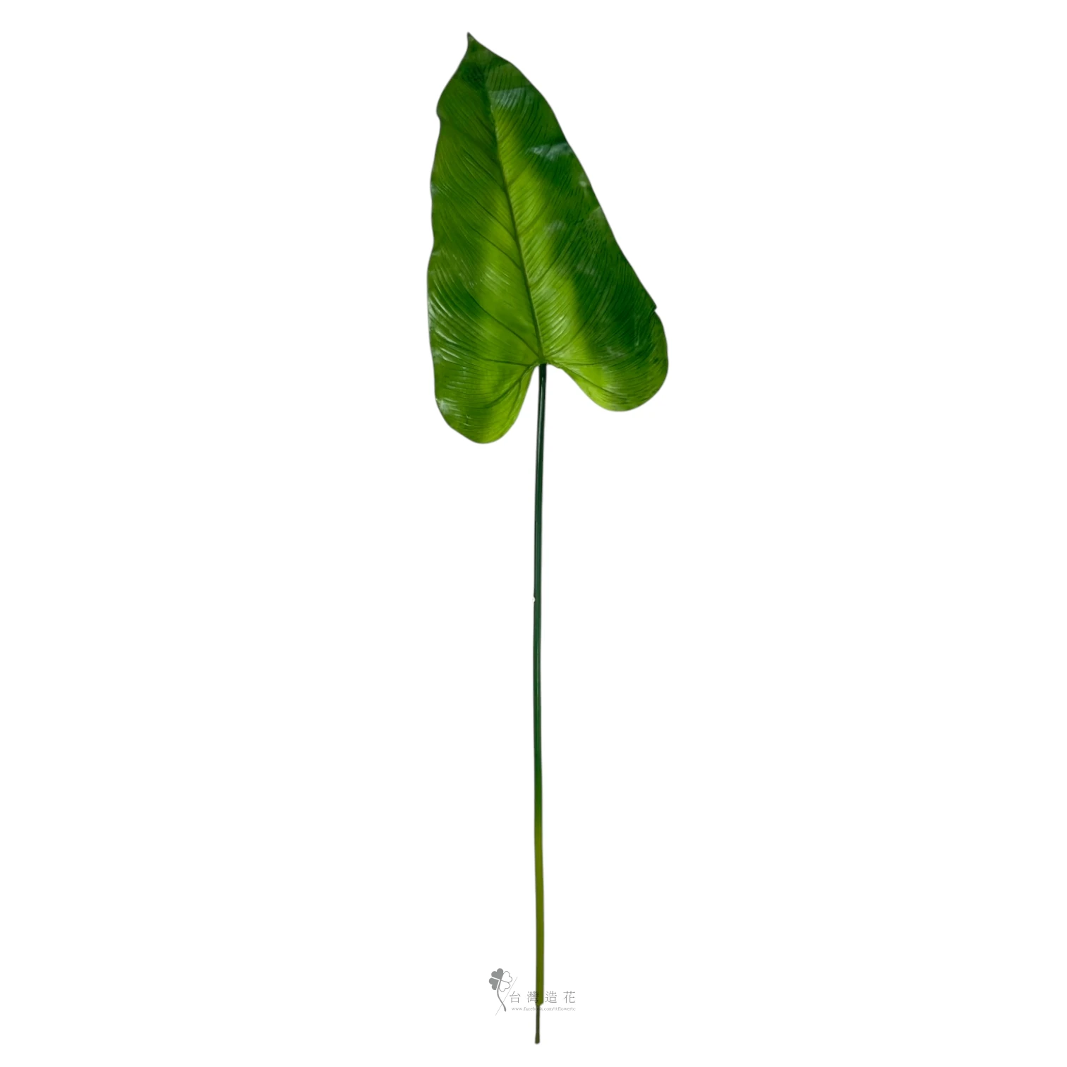 大海芋葉(綠)