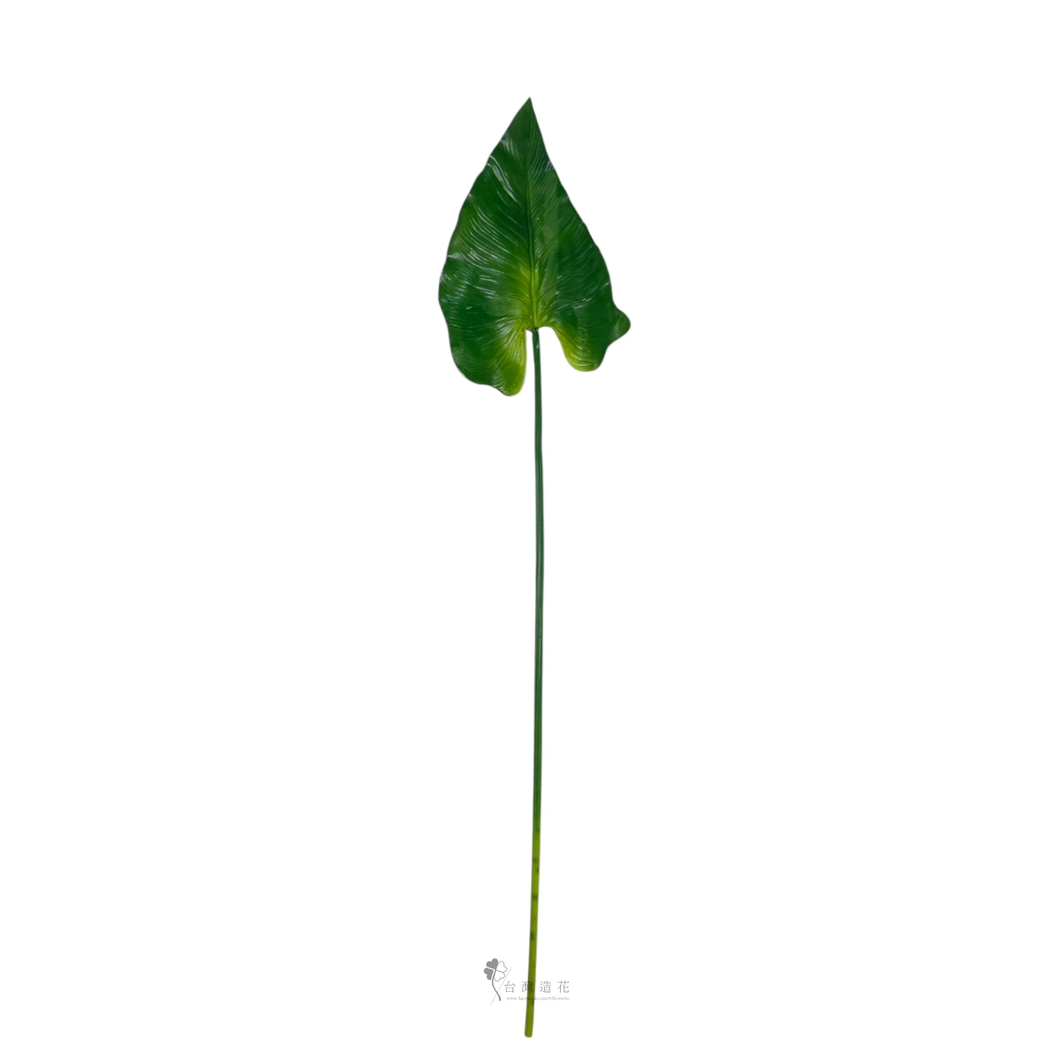 中海芋葉(綠)