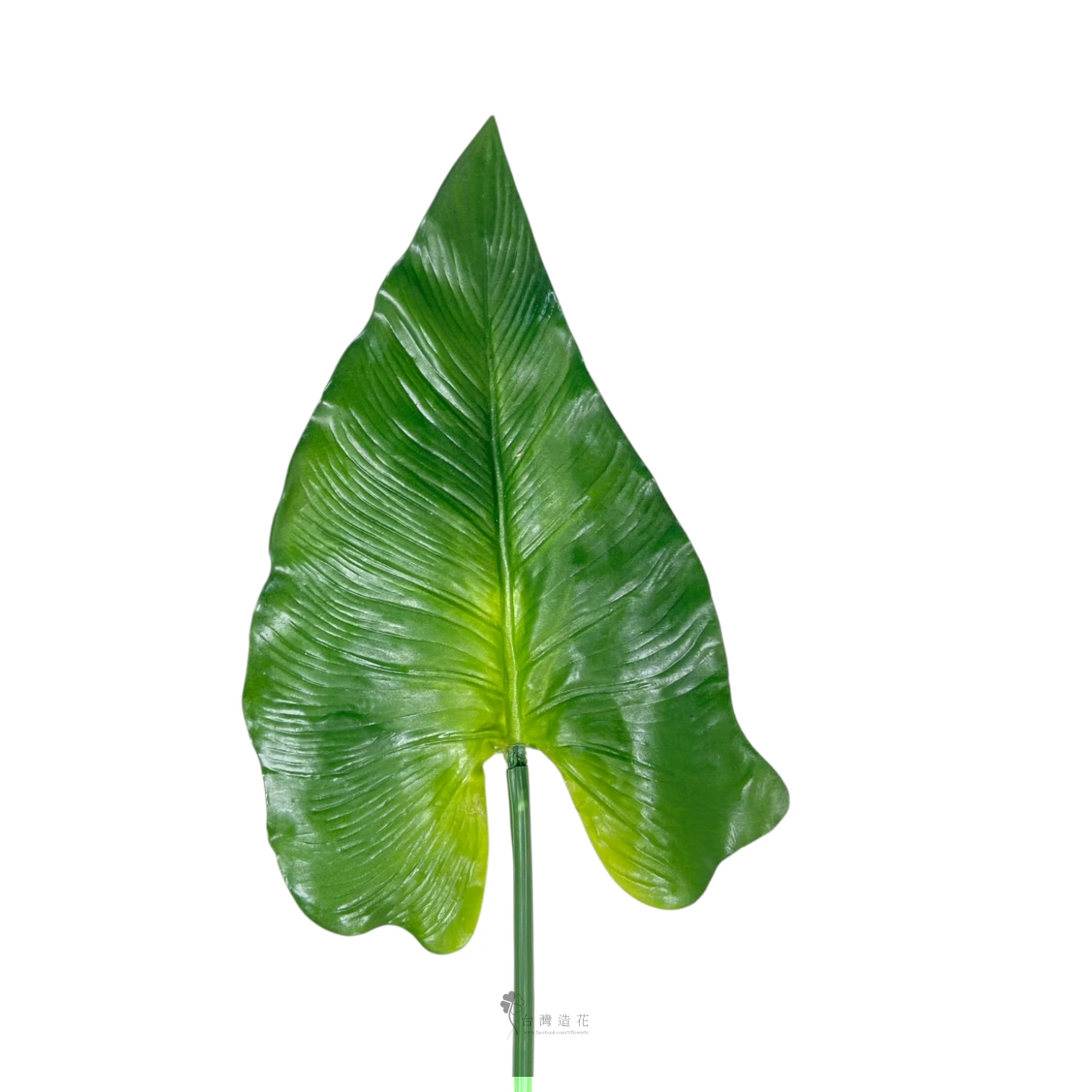 中海芋葉(綠)