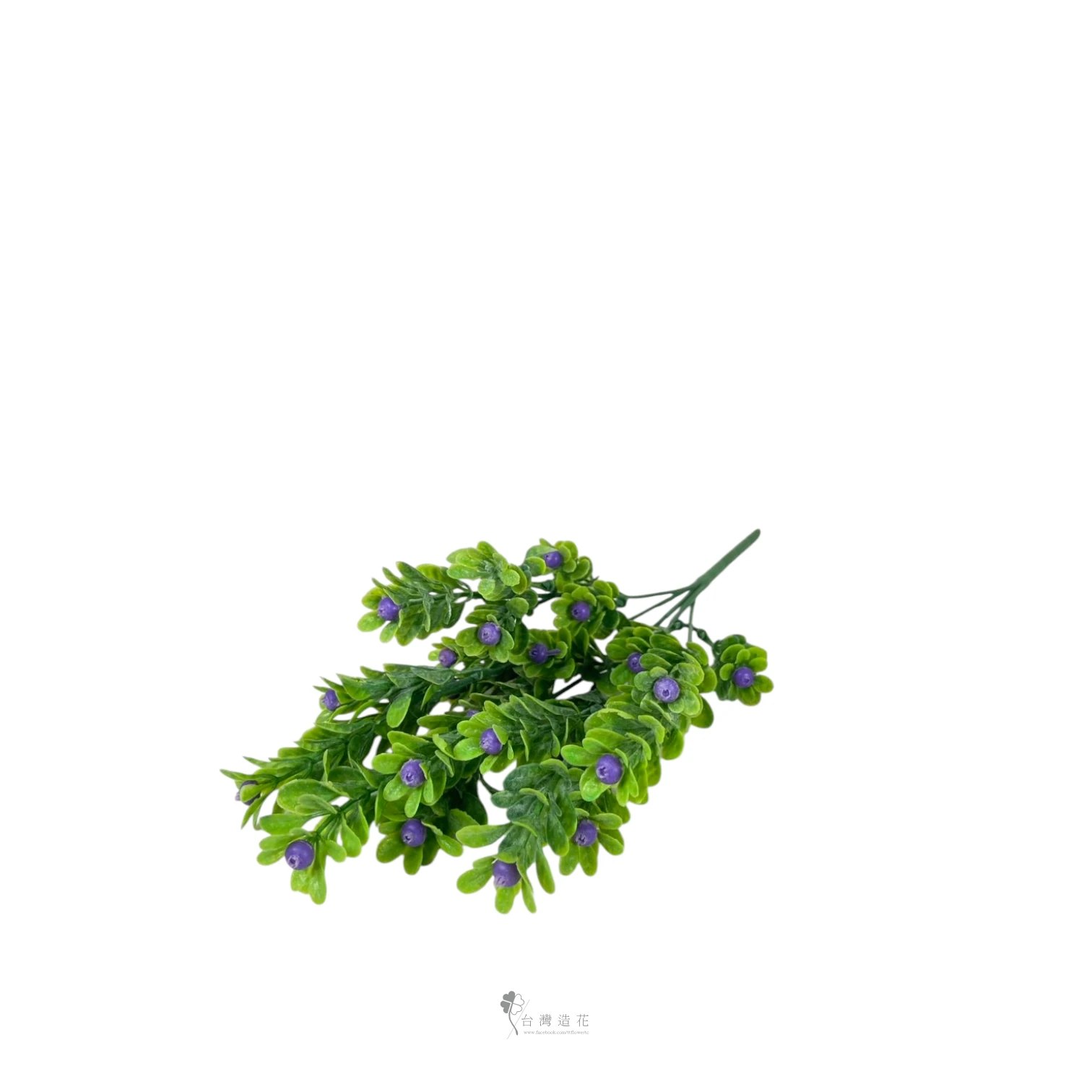 七里圓果(紫)