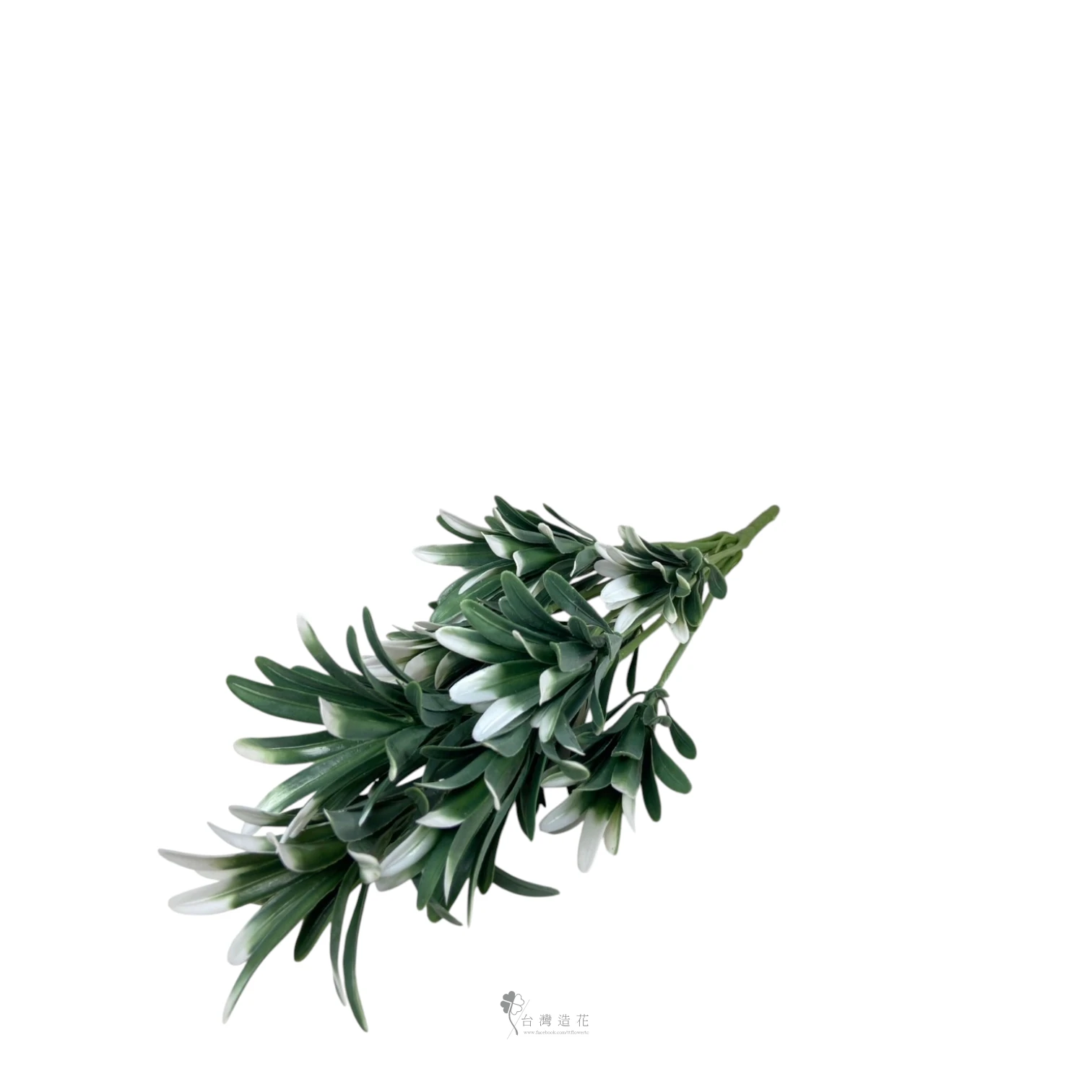 A羅漢松(綠/白)