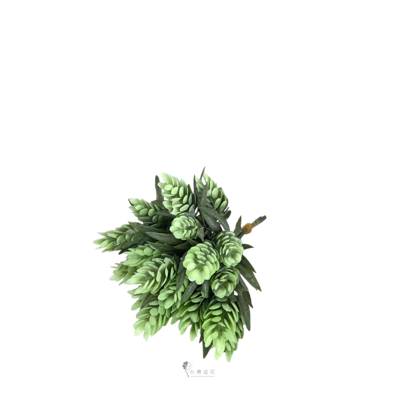 啤酒花PK+葉(綠)