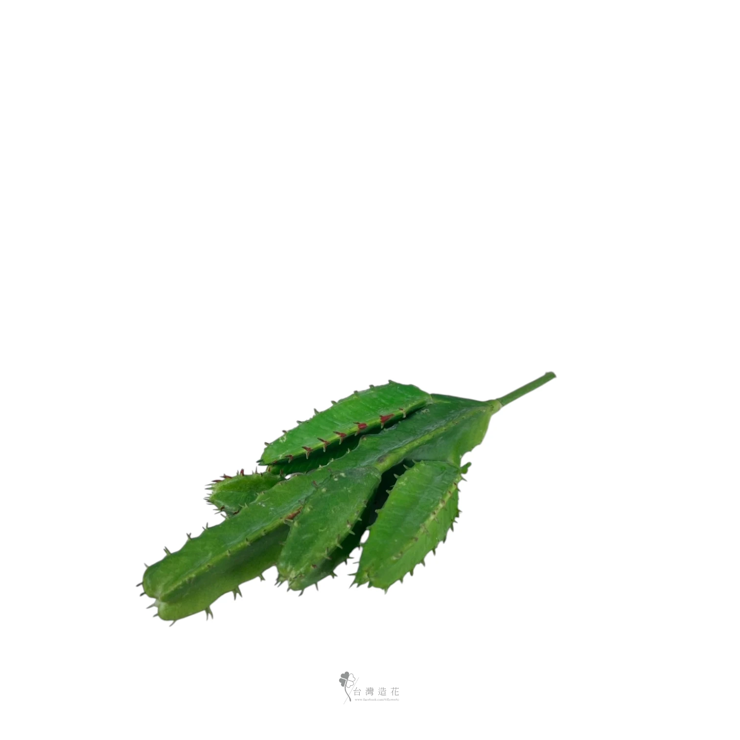 四角仙人掌(綠)