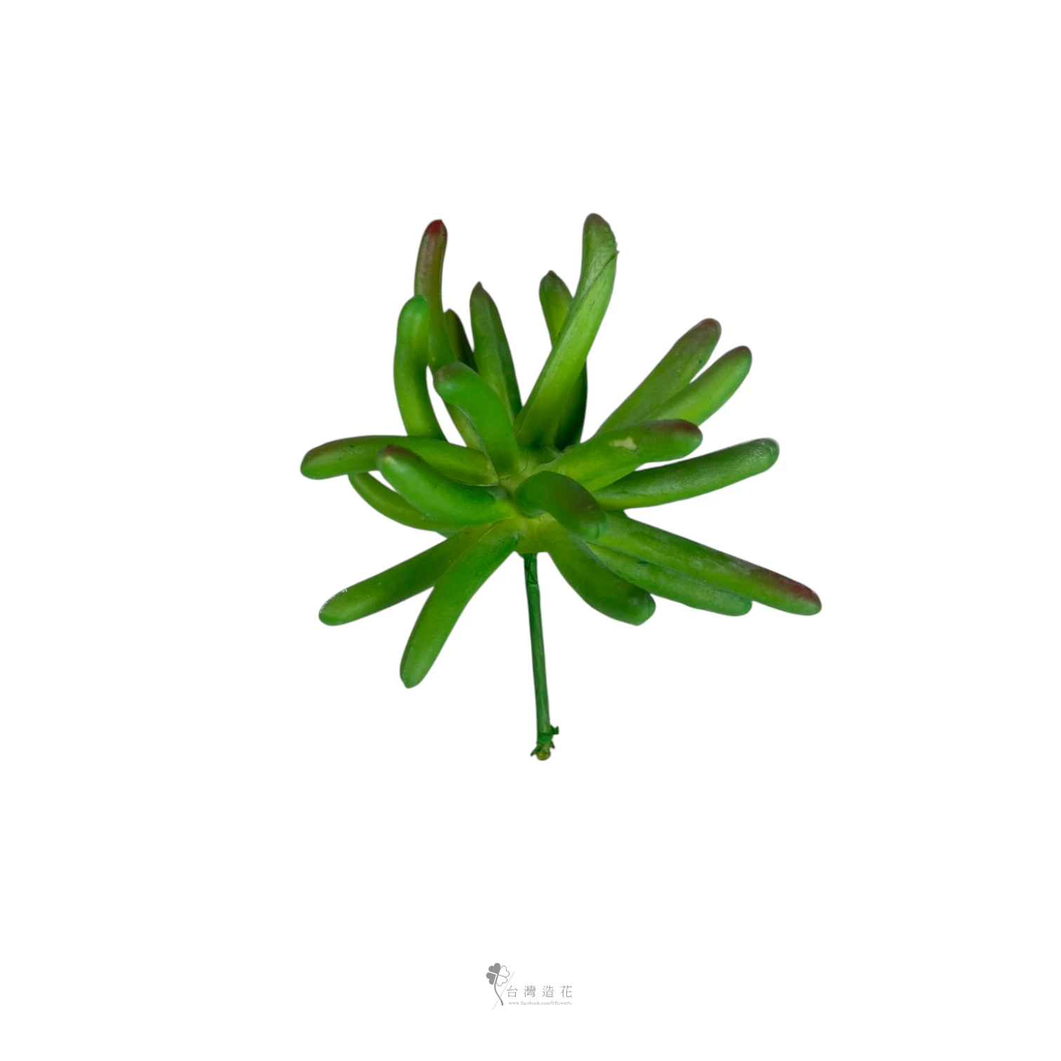 大奔龍多肉(綠)