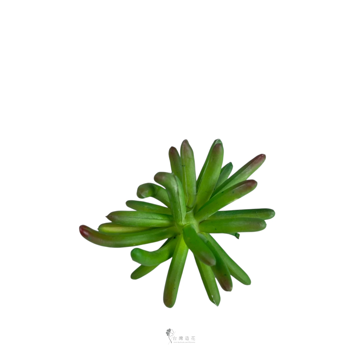 大奔龍多肉(綠)