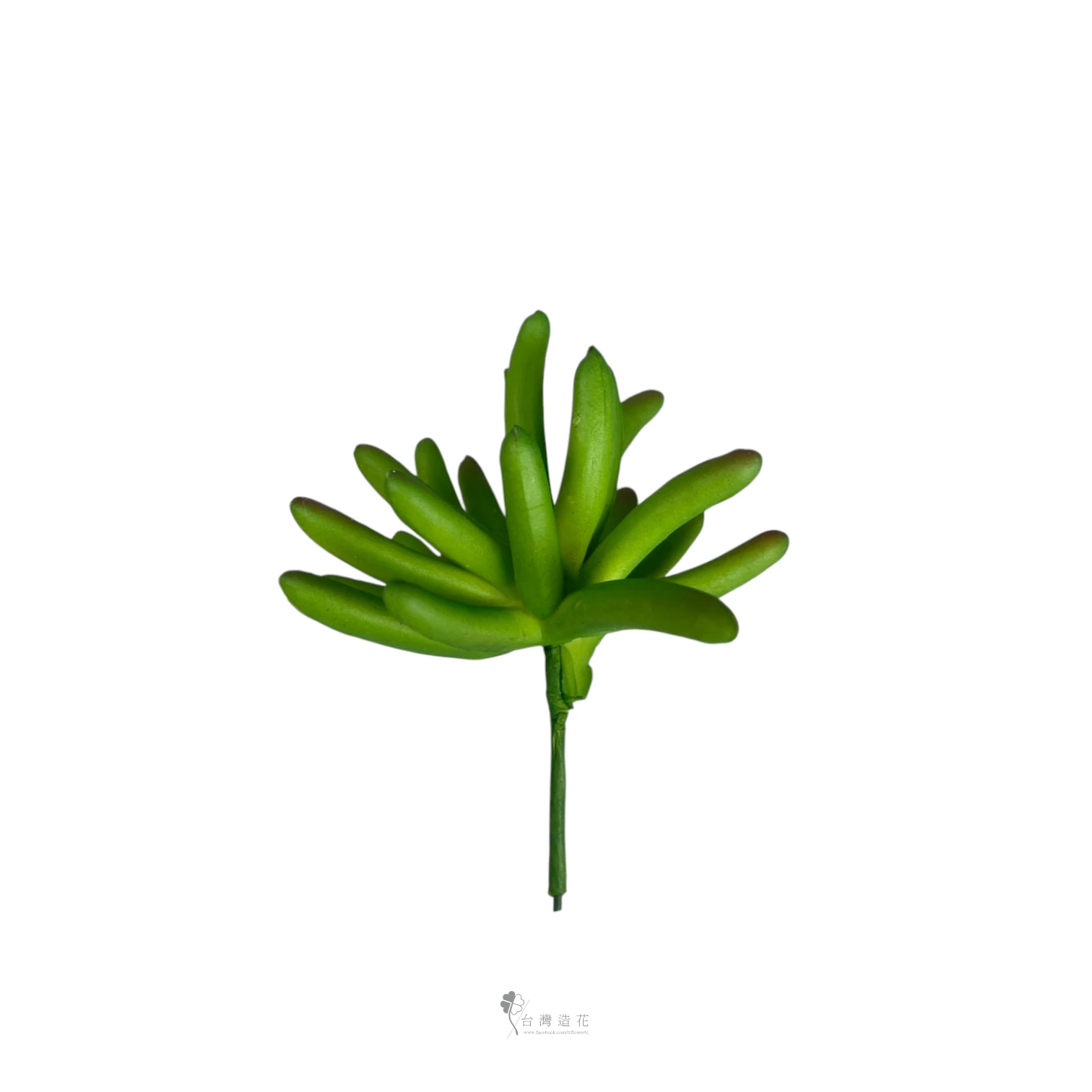 小奔龍多肉(綠)