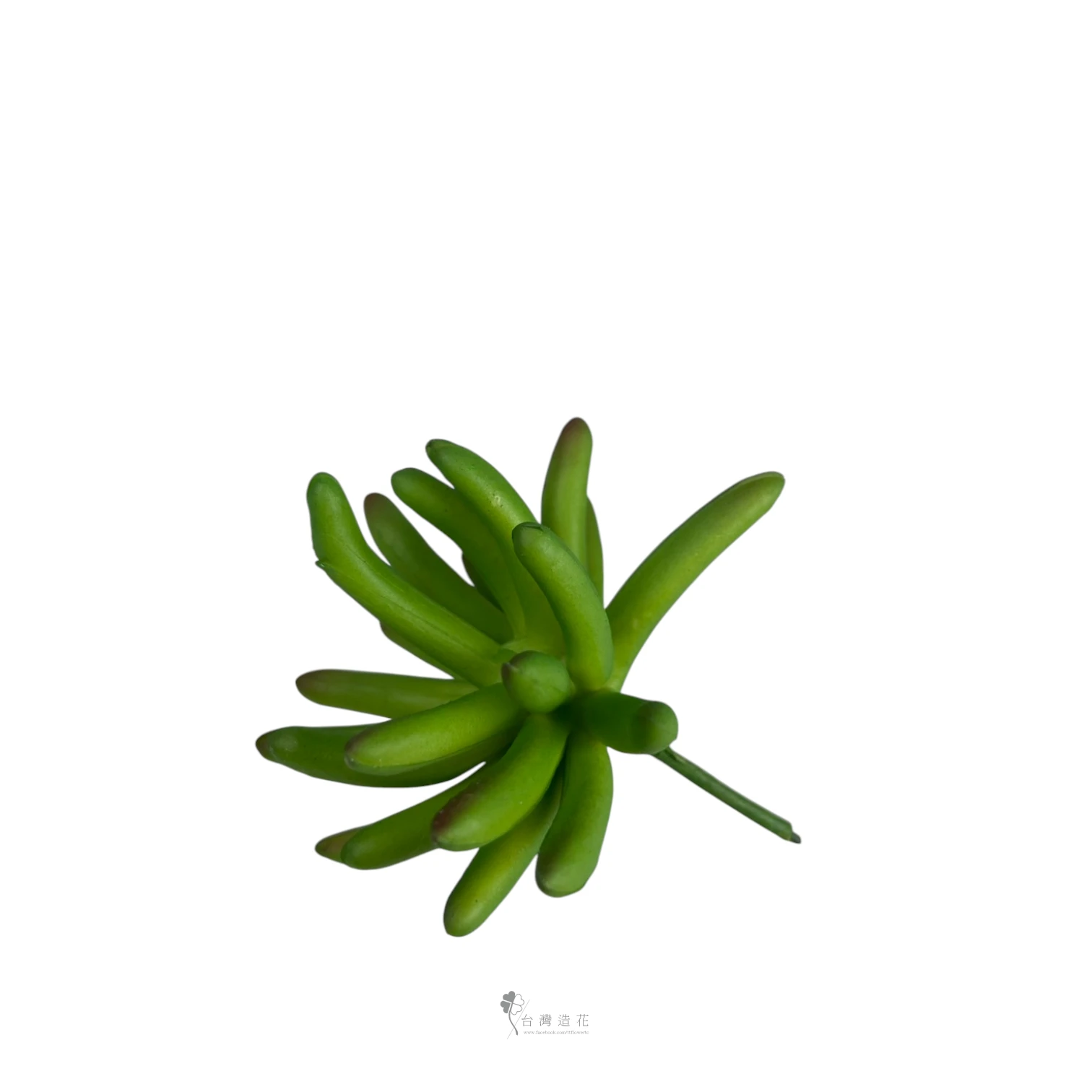 小奔龍多肉(綠)