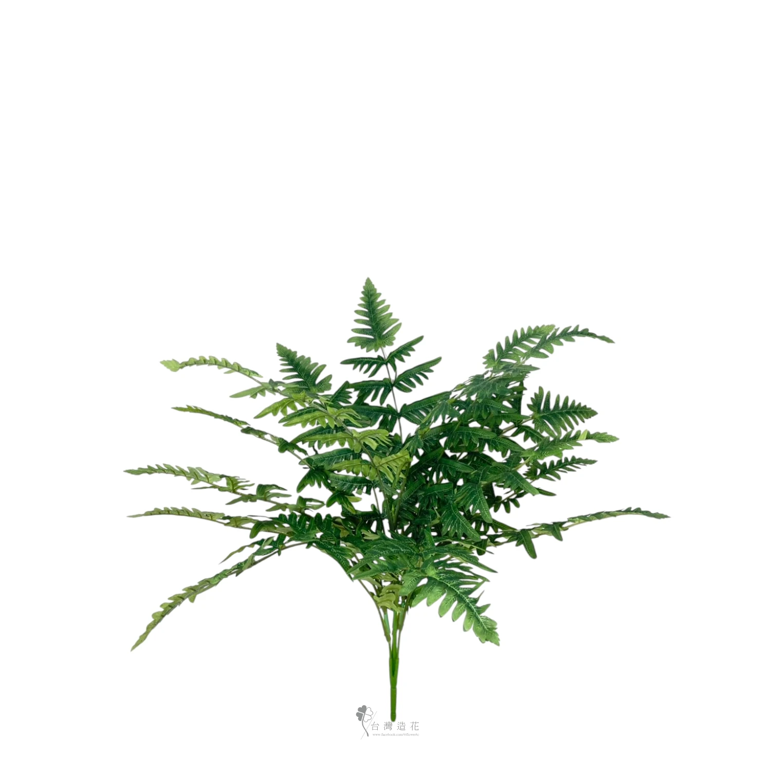 美國波斯頓蕨葉(淺綠)