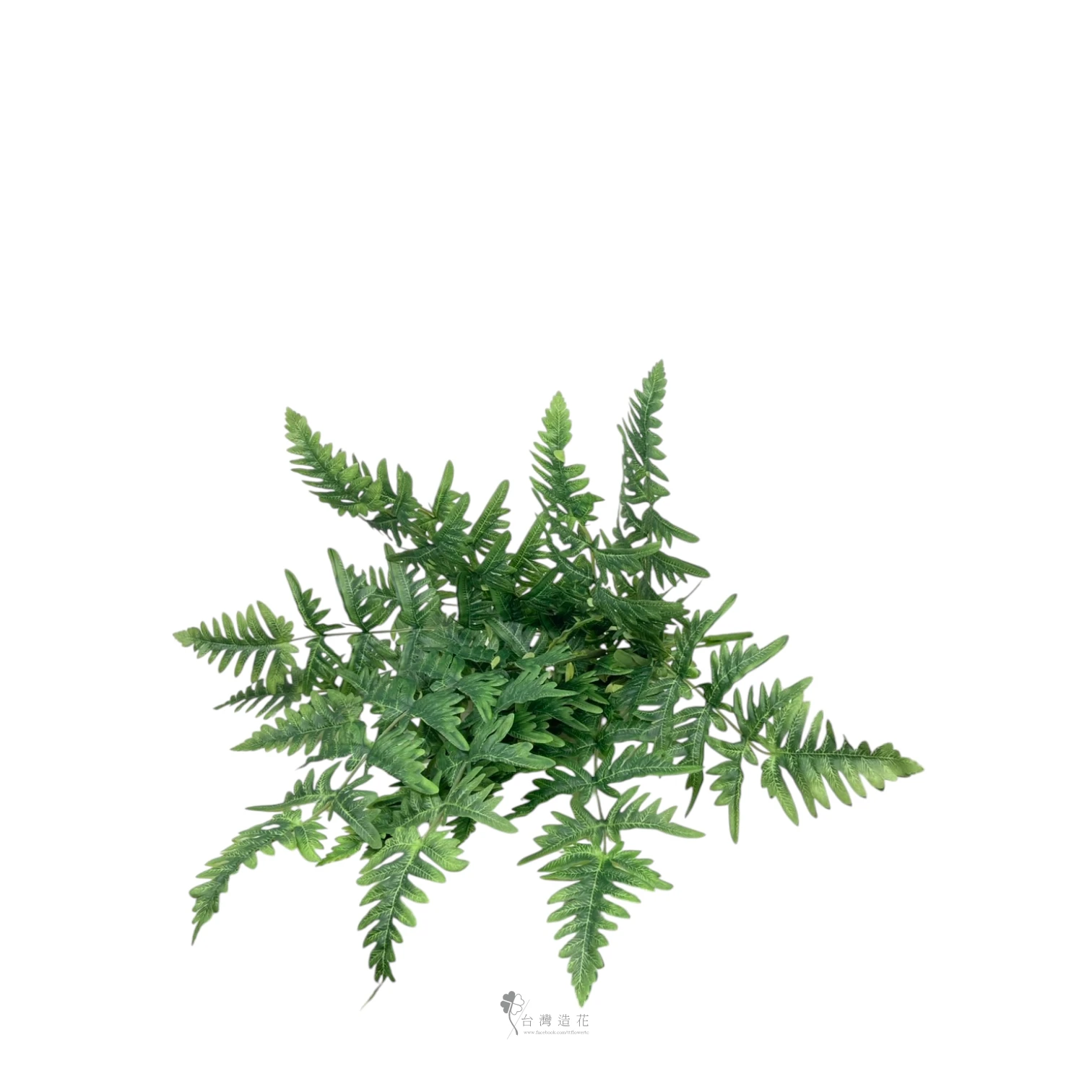 美國波斯頓蕨葉(淺綠)