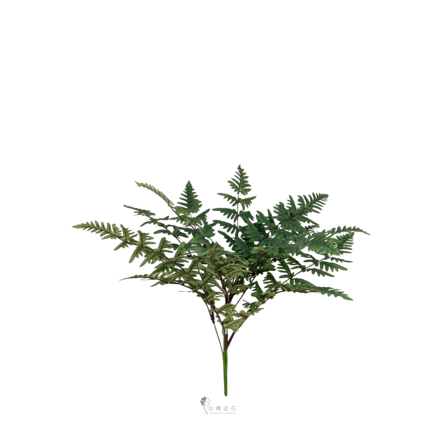 美國波斯頓蕨葉(深綠)