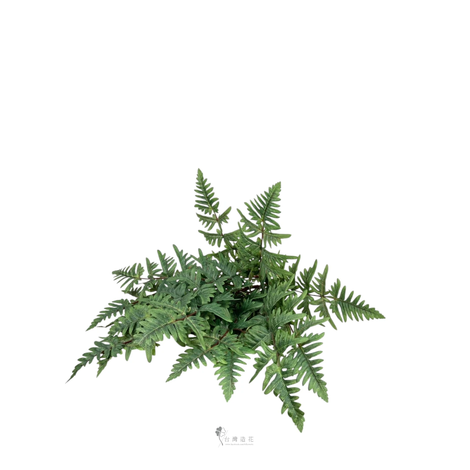 美國波斯頓蕨葉(深綠)