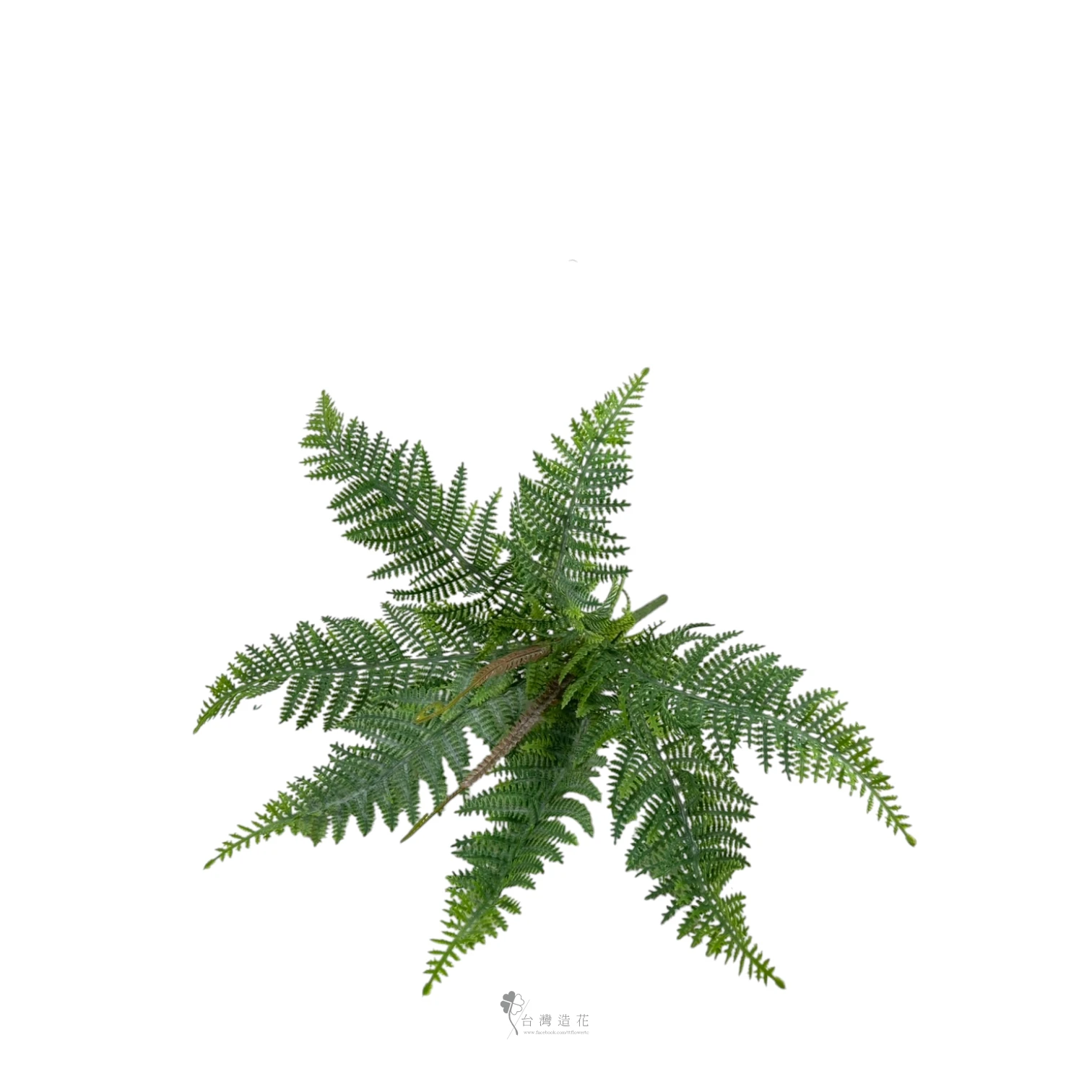 麟蓋蕨(綠)