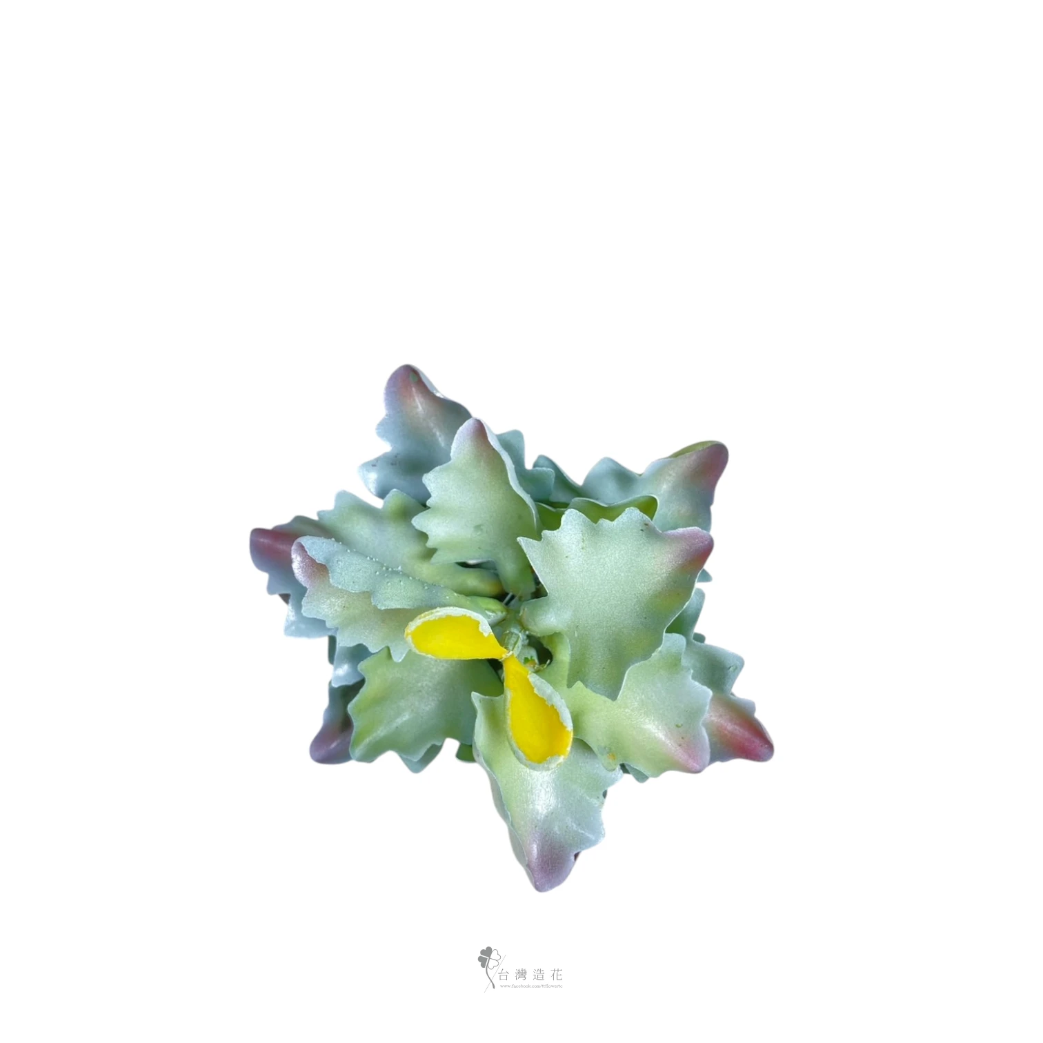 沙漠石葉(綠)