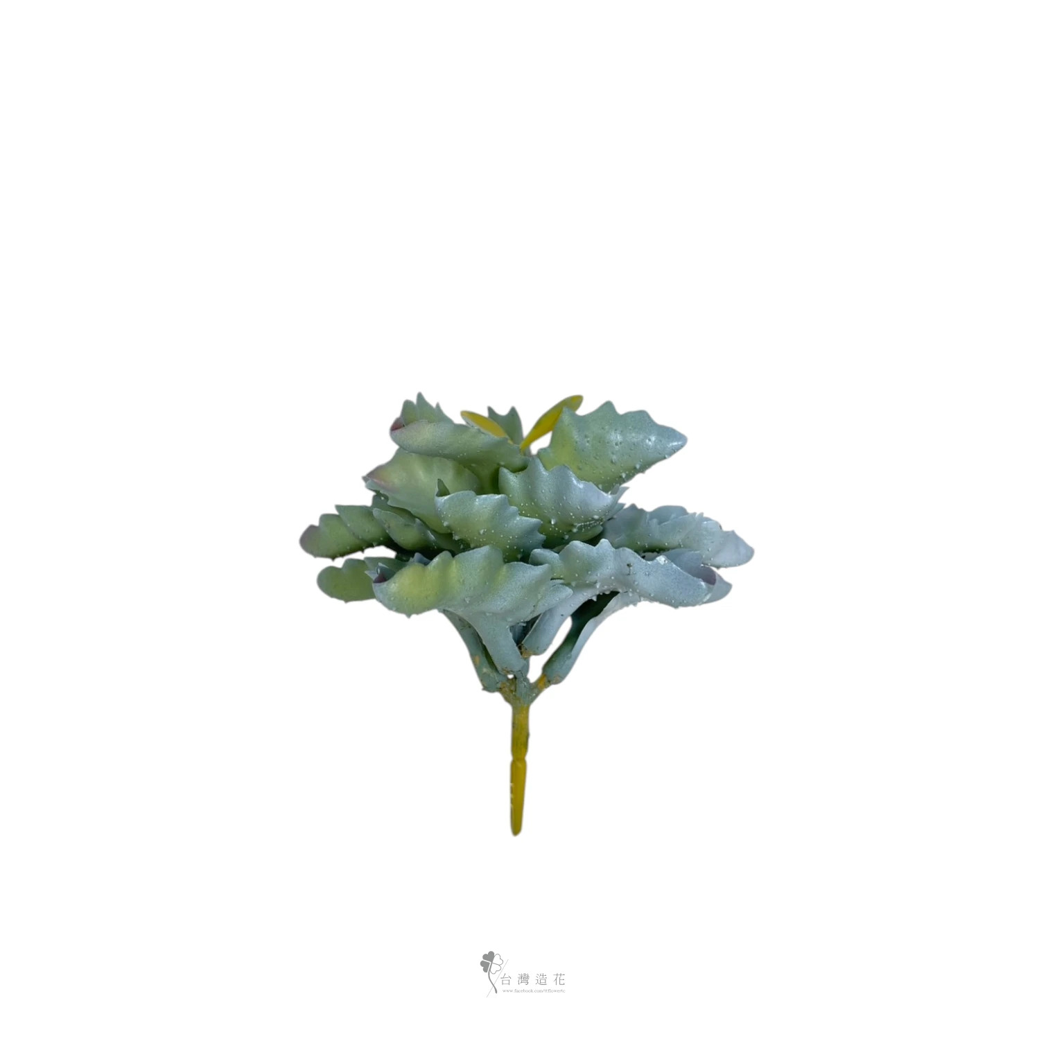 沙漠石葉(綠)