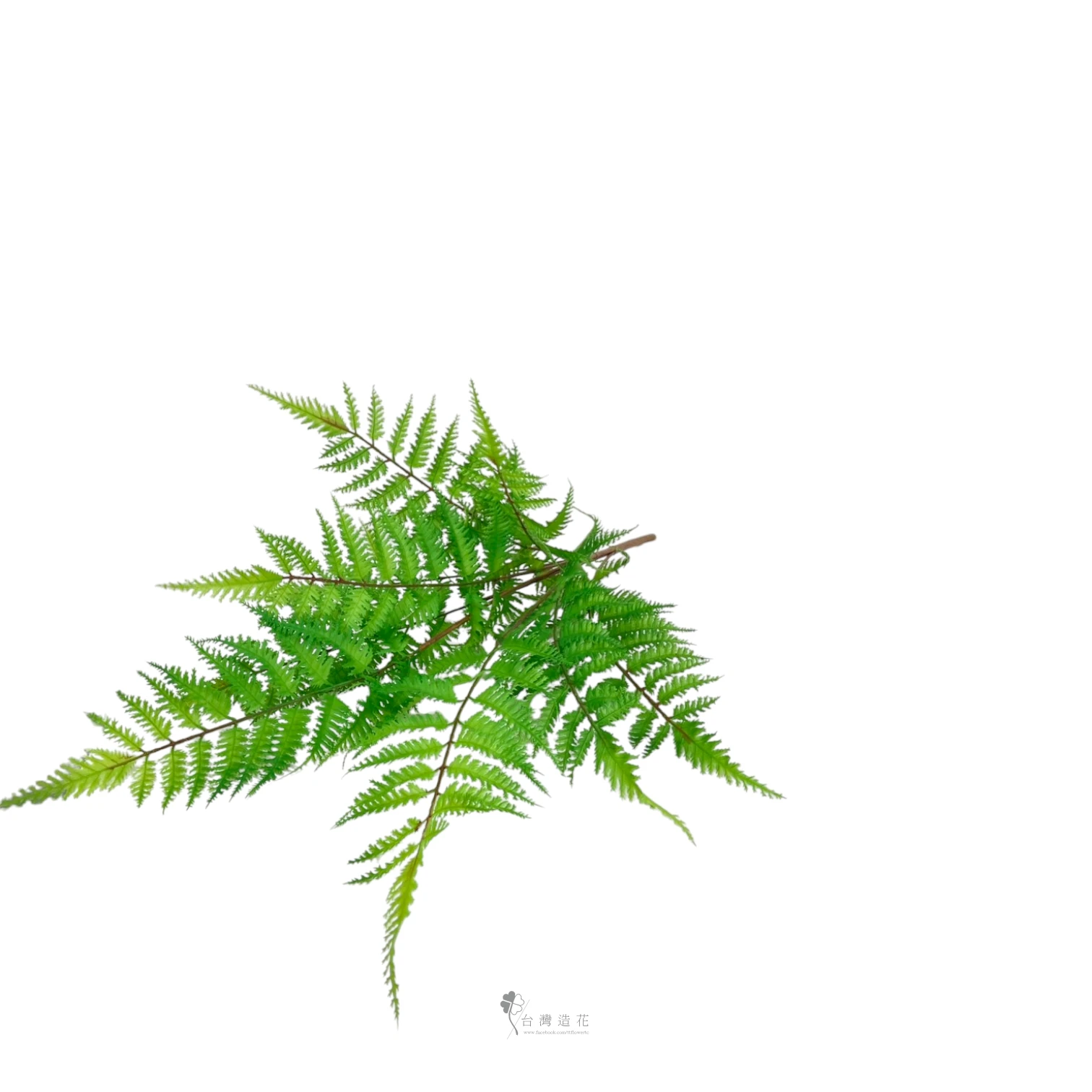 九叉金狗毛蕨(綠)