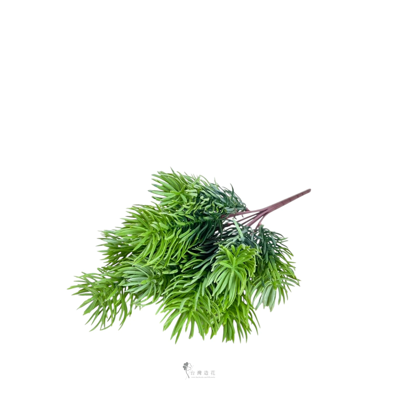 佛甲草(淺綠)