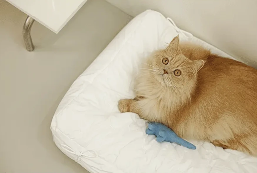 【Fluffy pet】高質感波浪寵物窩 | Made in Korea