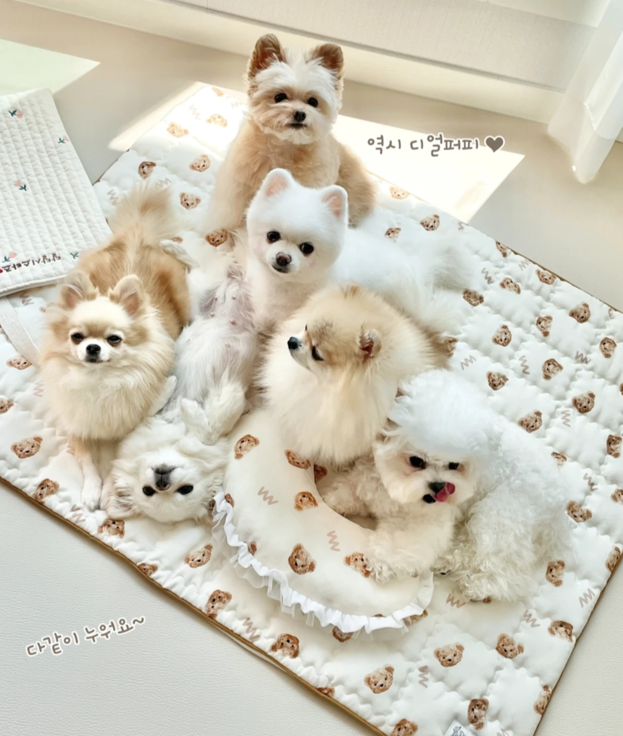 【Dear Puppy】韓國W小熊夏季涼感墊｜Made in Korea