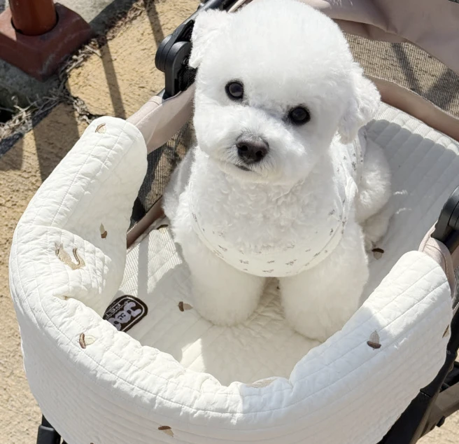 【Joa Pet】松鼠像果車圍墊｜Made in Korea