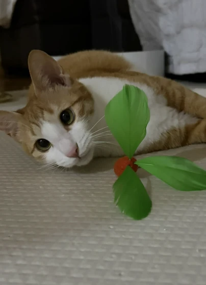 手工飛天胡蘿蔔