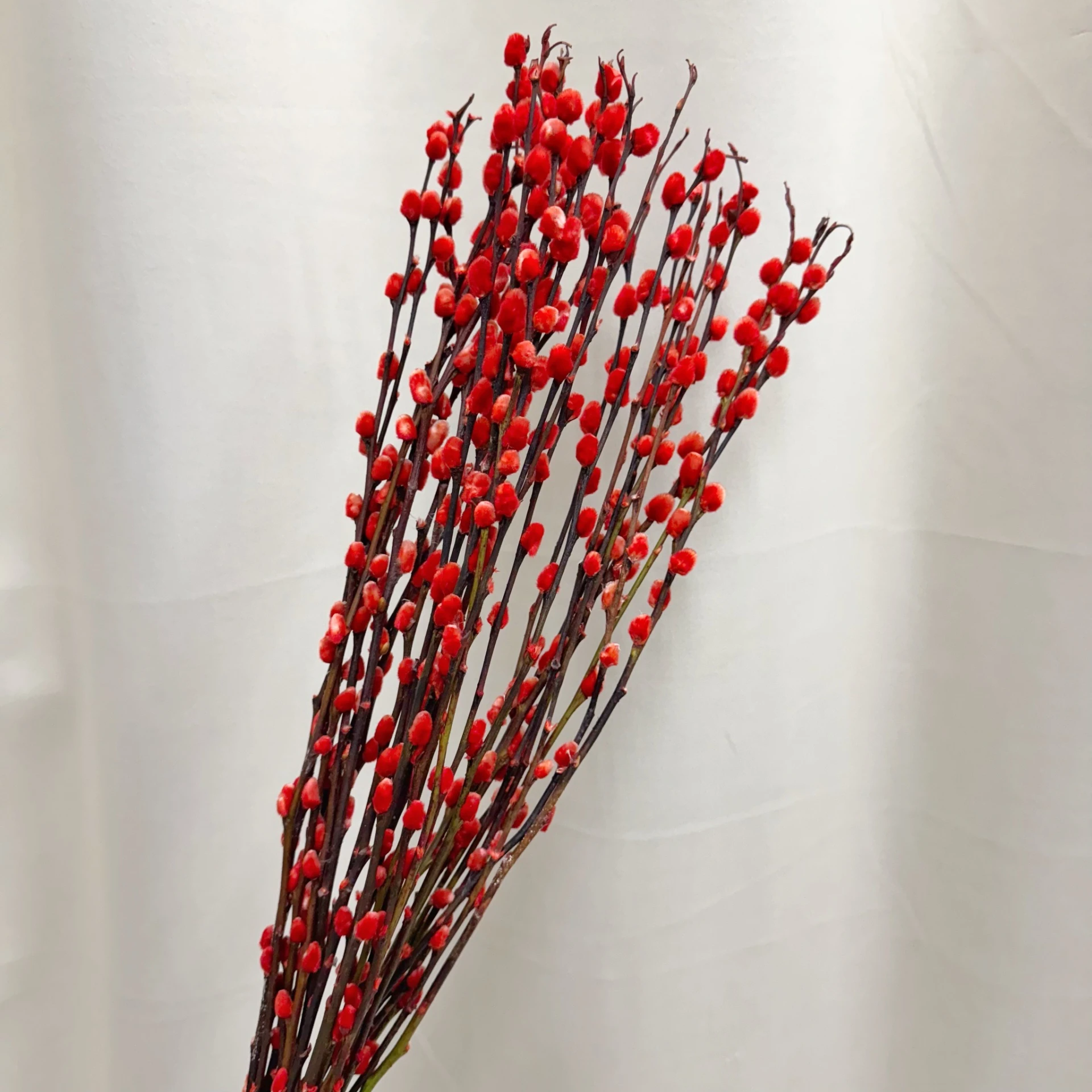 60CM 紅色乾燥銀柳