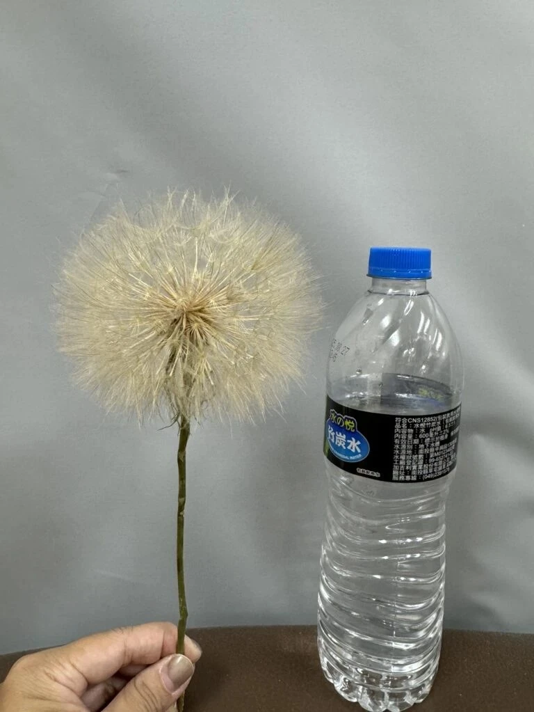 巨無霸蒲公英