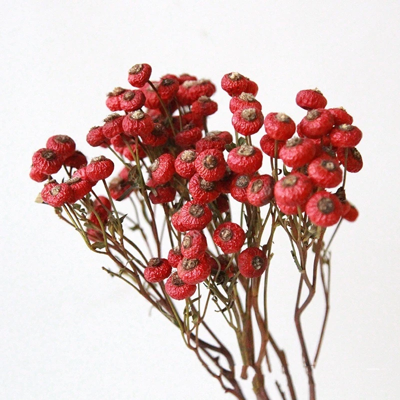 永生薔薇果