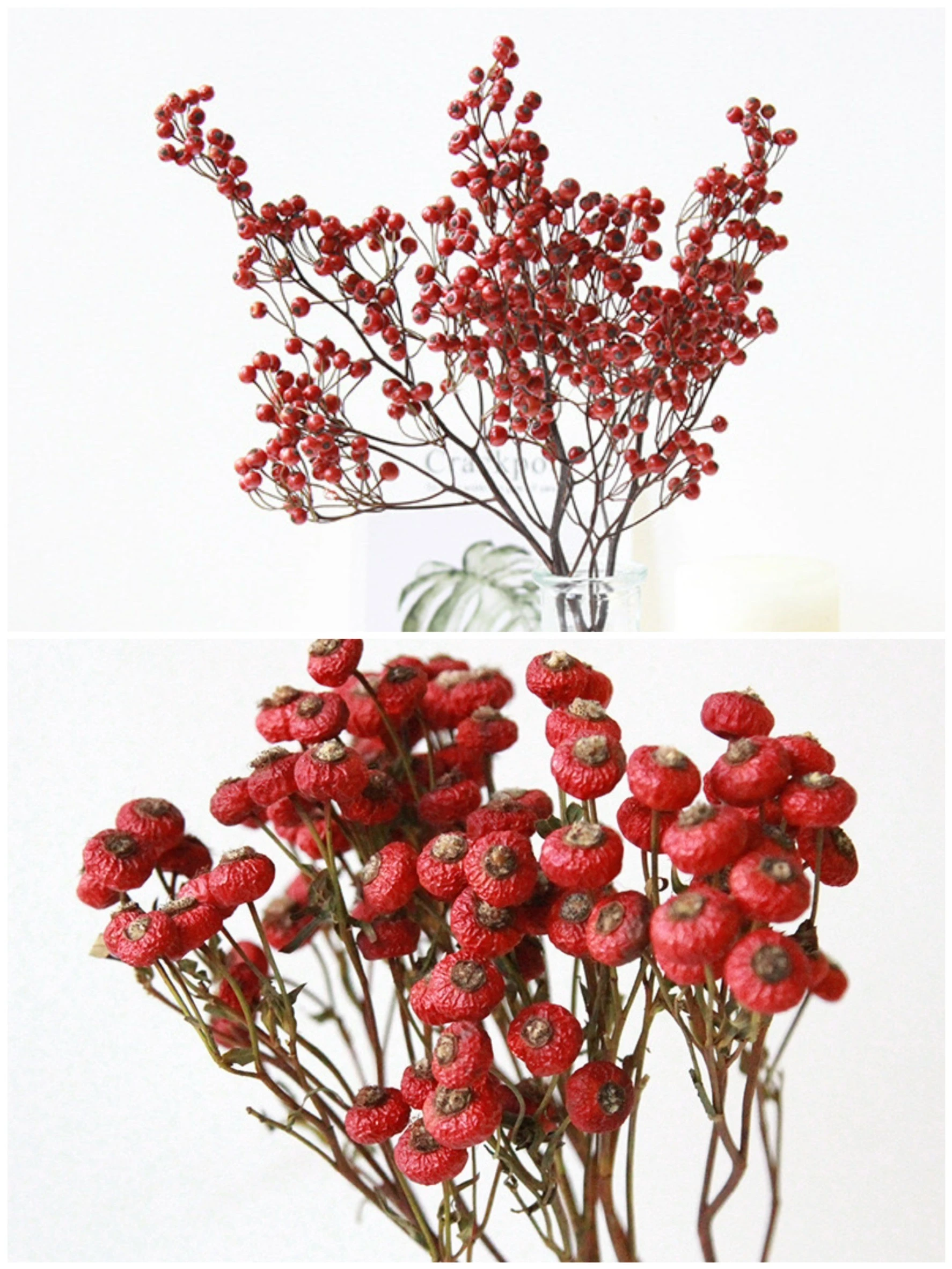 永生薔薇果