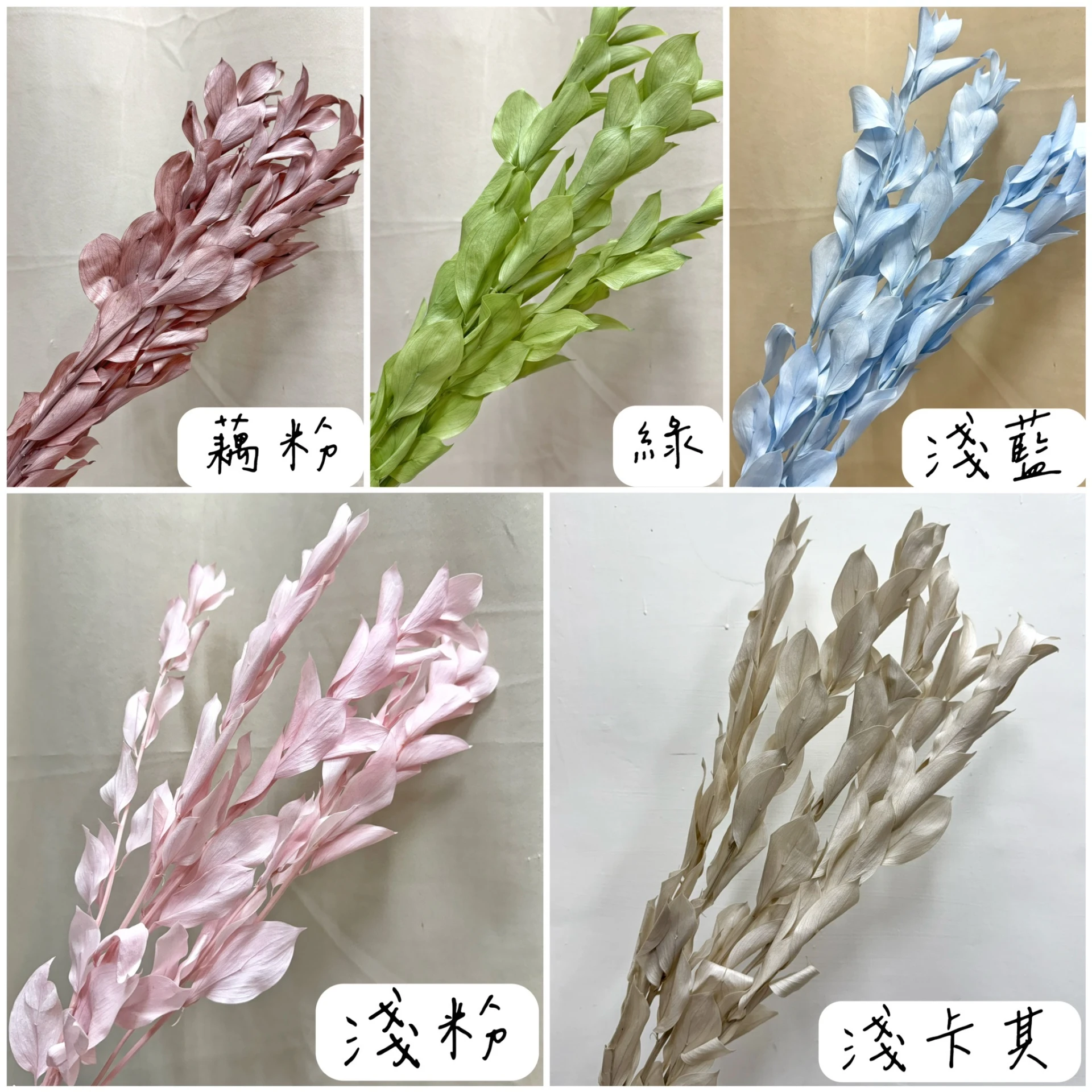 永生玉竹葉