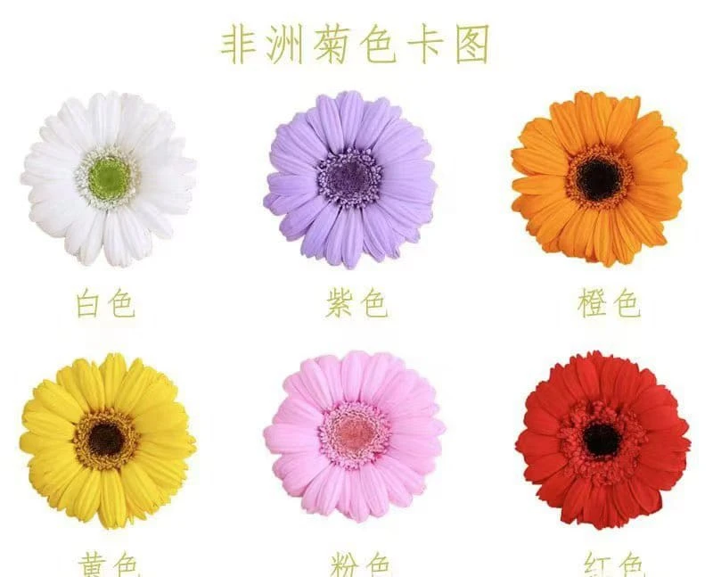 4-5公分永生非洲菊