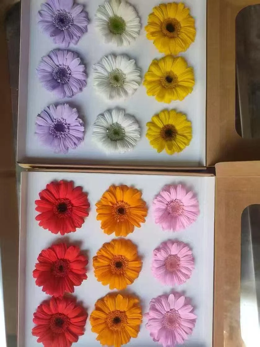 4-5公分永生非洲菊