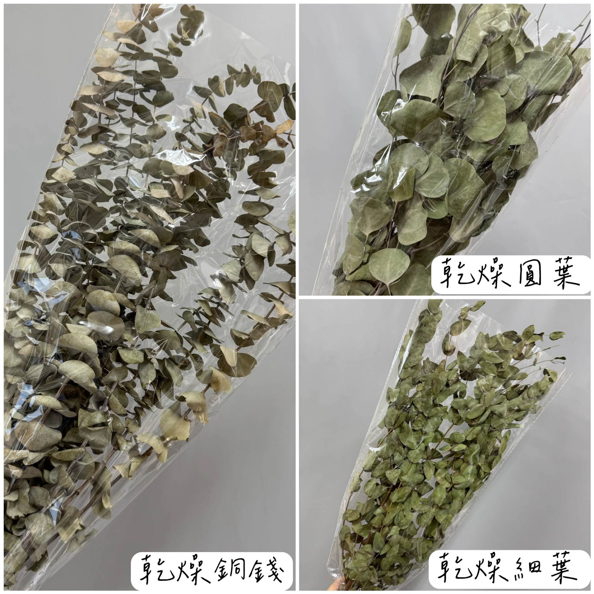 乾燥系列尤加利葉
