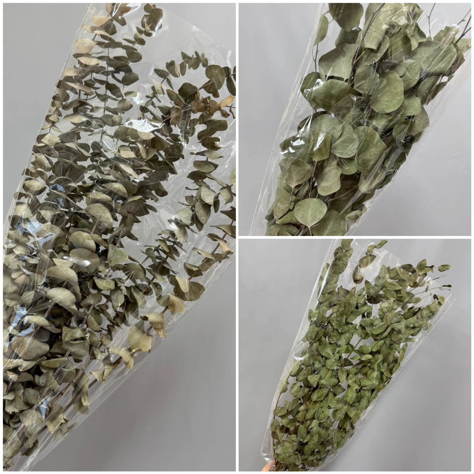 乾燥系列尤加利葉