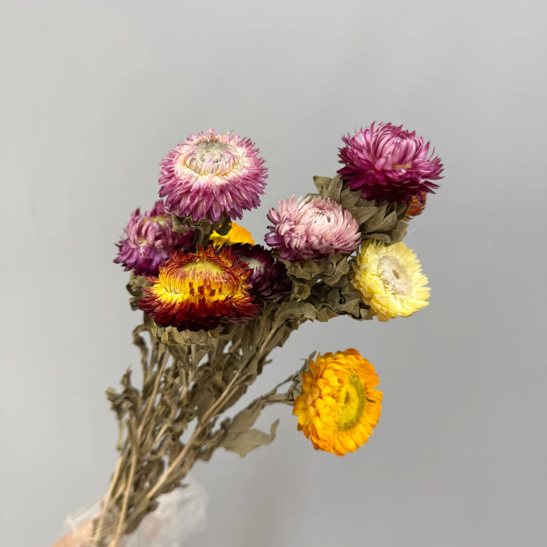 手工麥桿菊