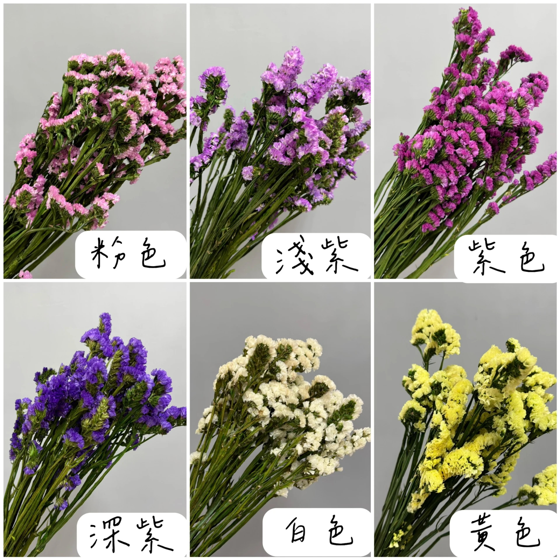 乾燥星辰花
