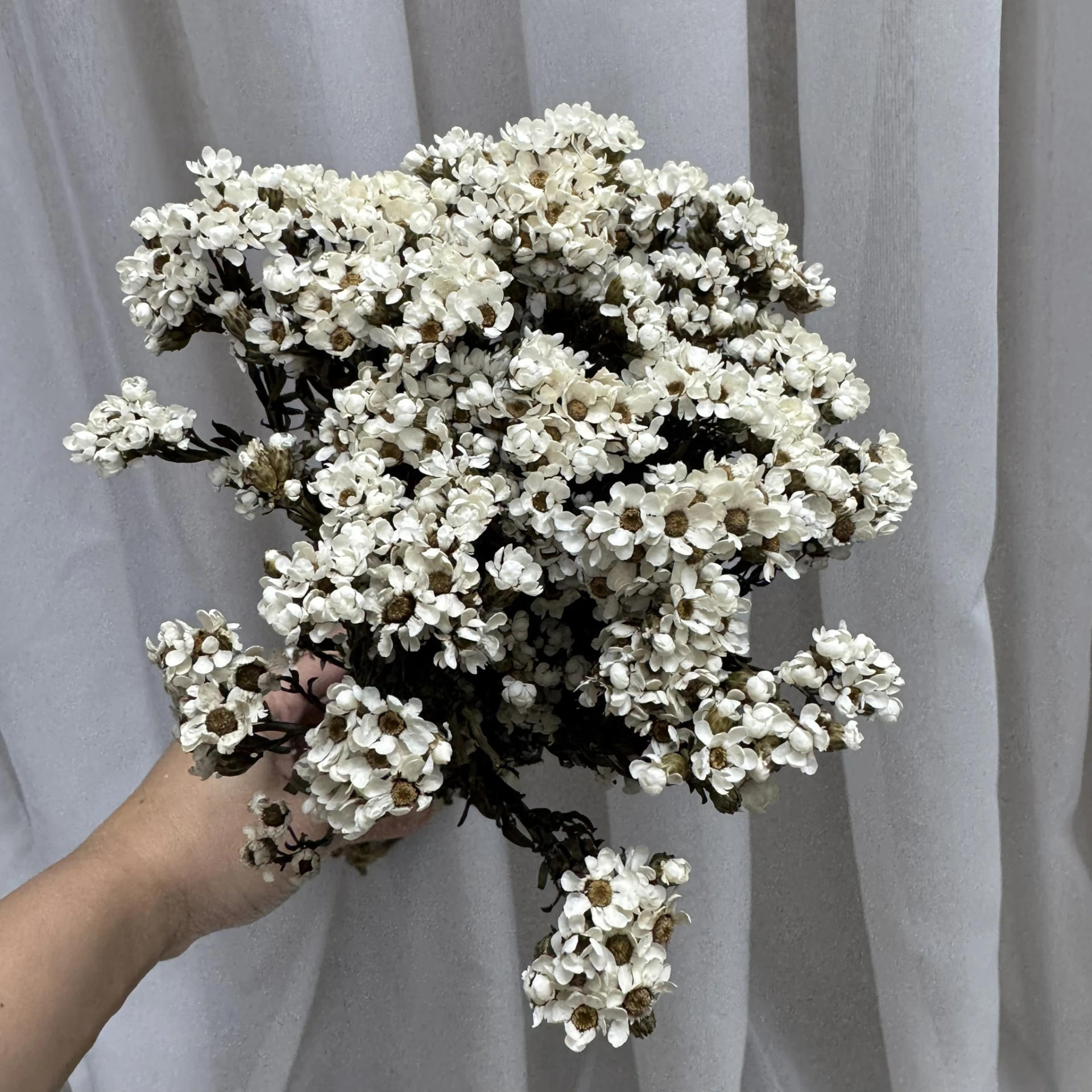 小花法國白梅