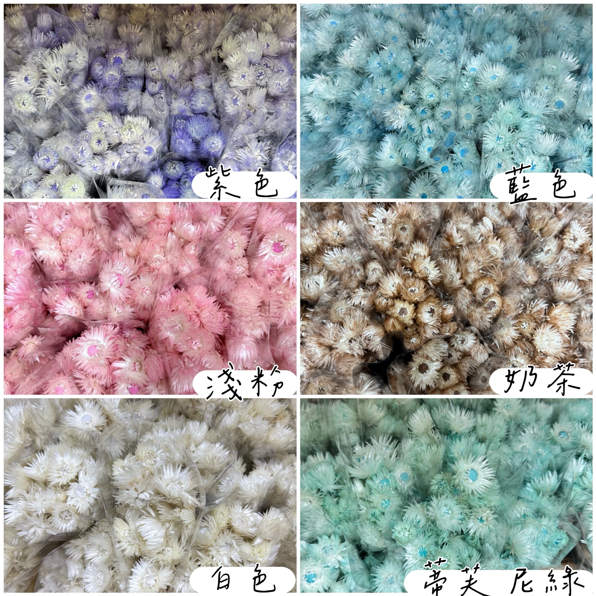 馬可龍色旱雪蓮