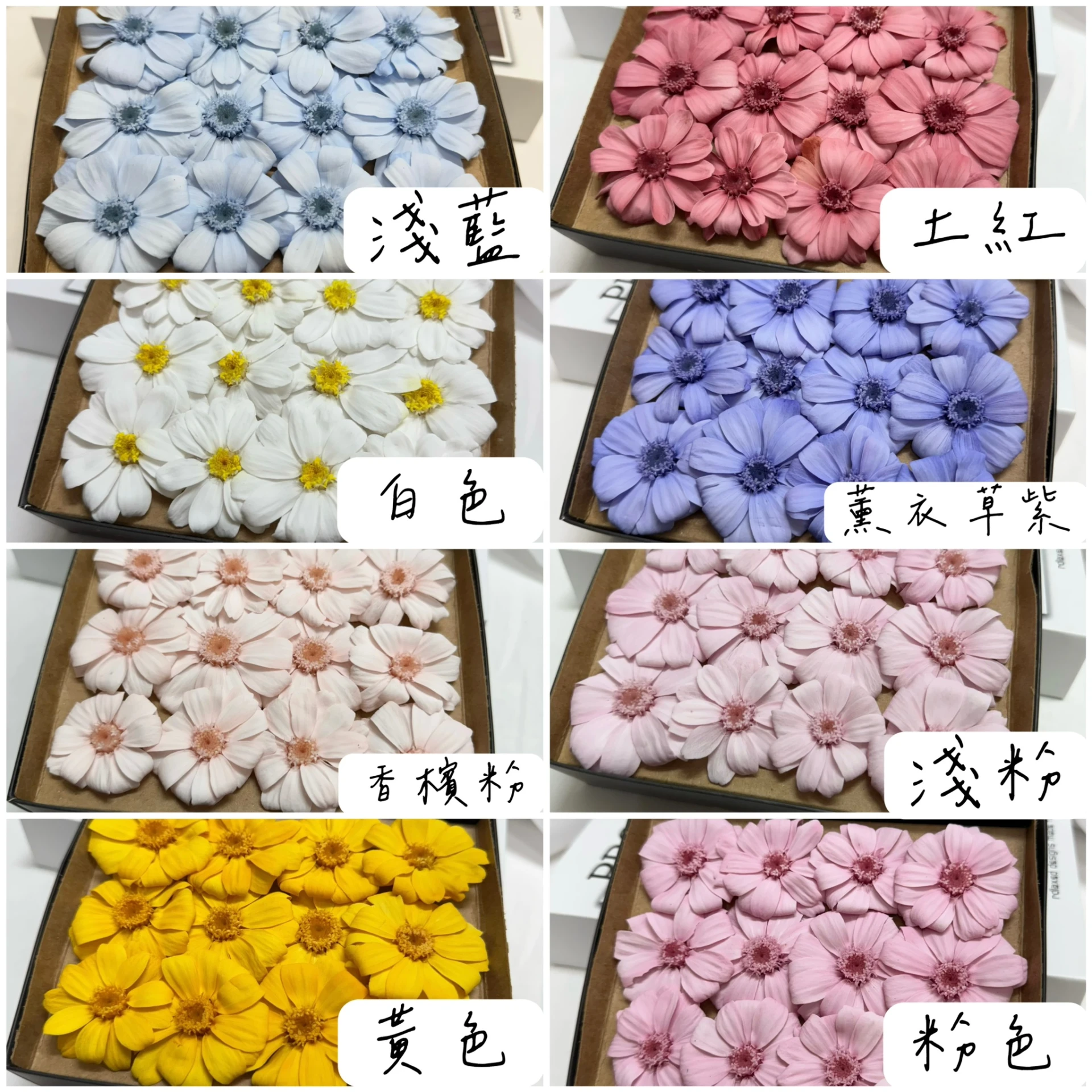 12朵裝百日草