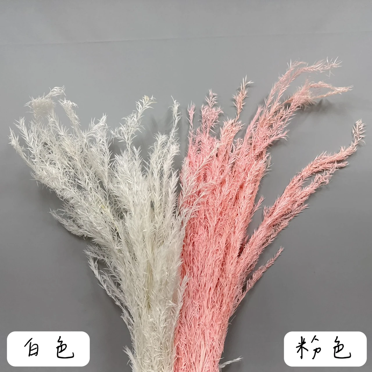 永生茶樹(80g)